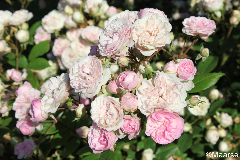 Dainty Pink - Stammrose 90 cm