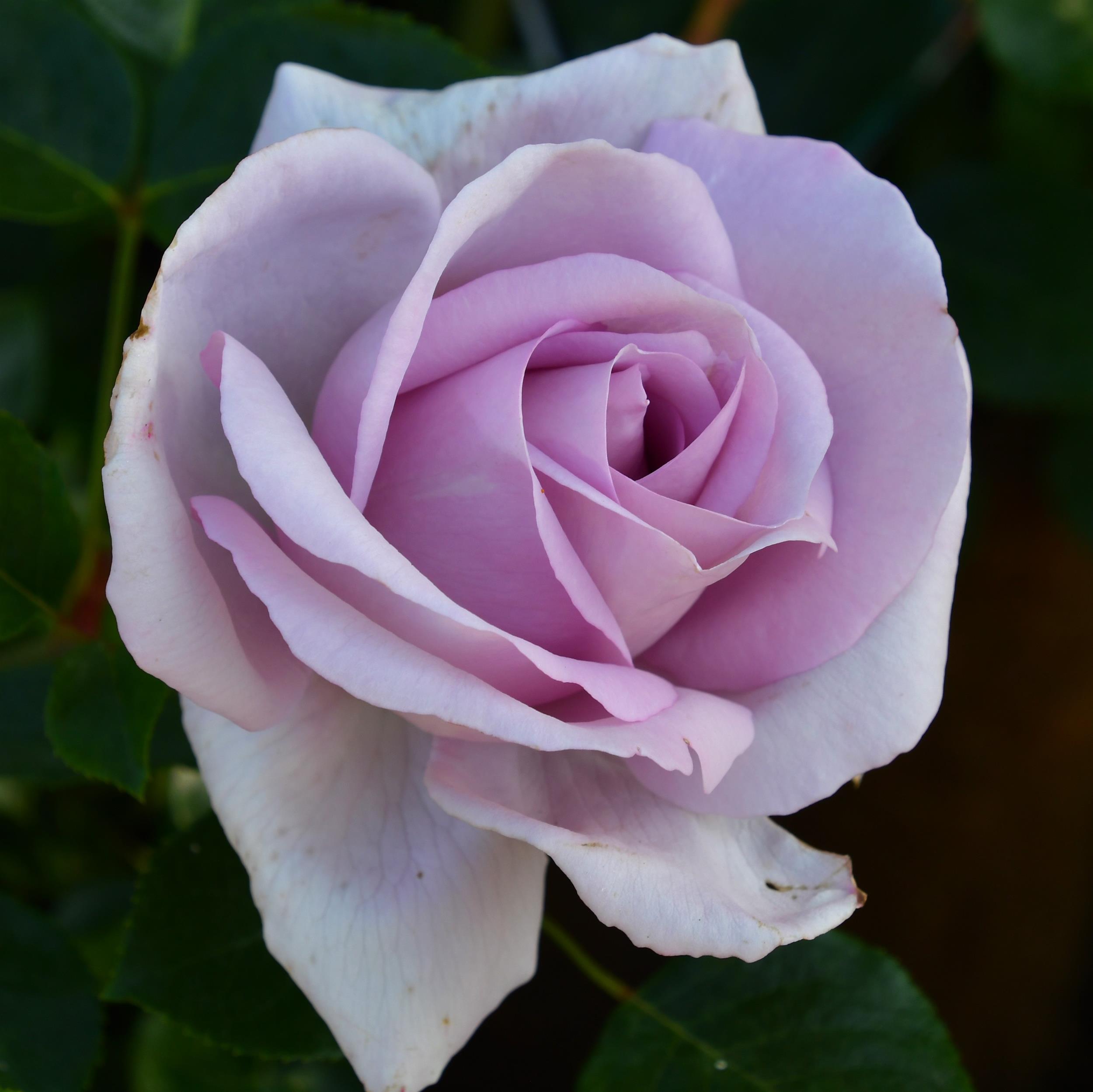 Synactif (La Rose de Petit Prince)