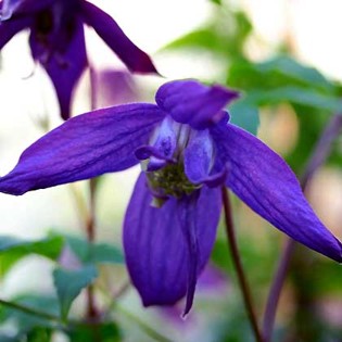 Clematis alp. fauriei Polar Light