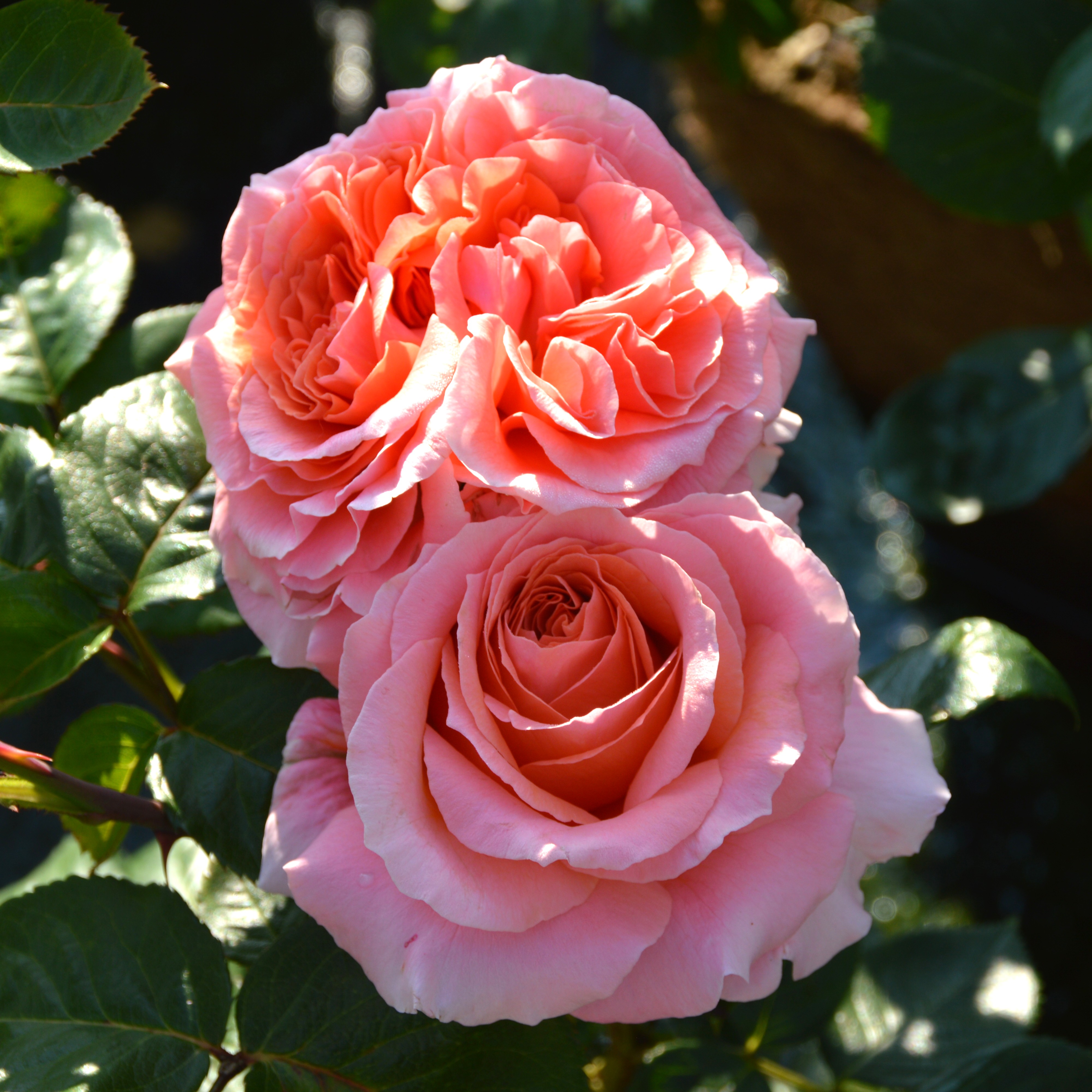 Amour de Molene