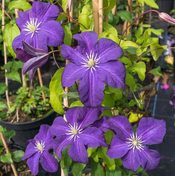 Clematis vitic. Aotearoa