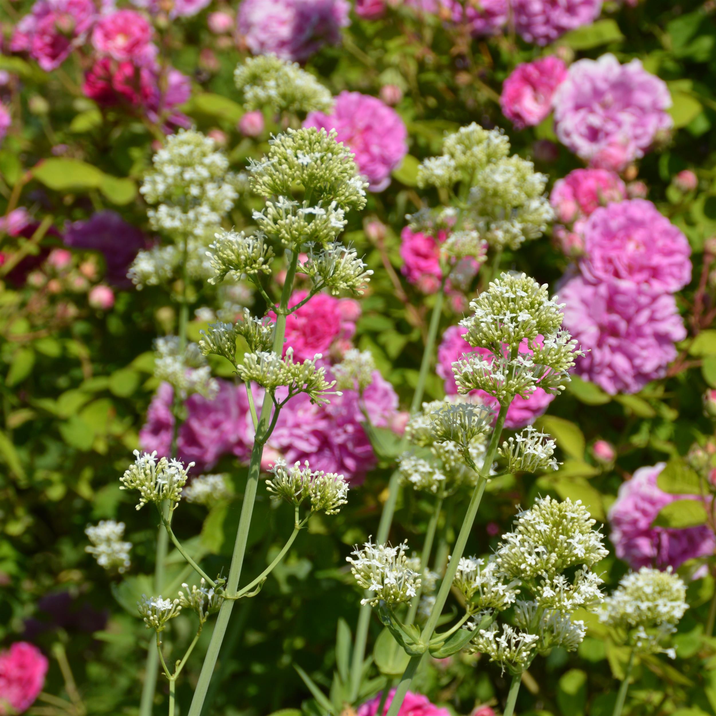 Centranthus ruber ' Albus' 1L