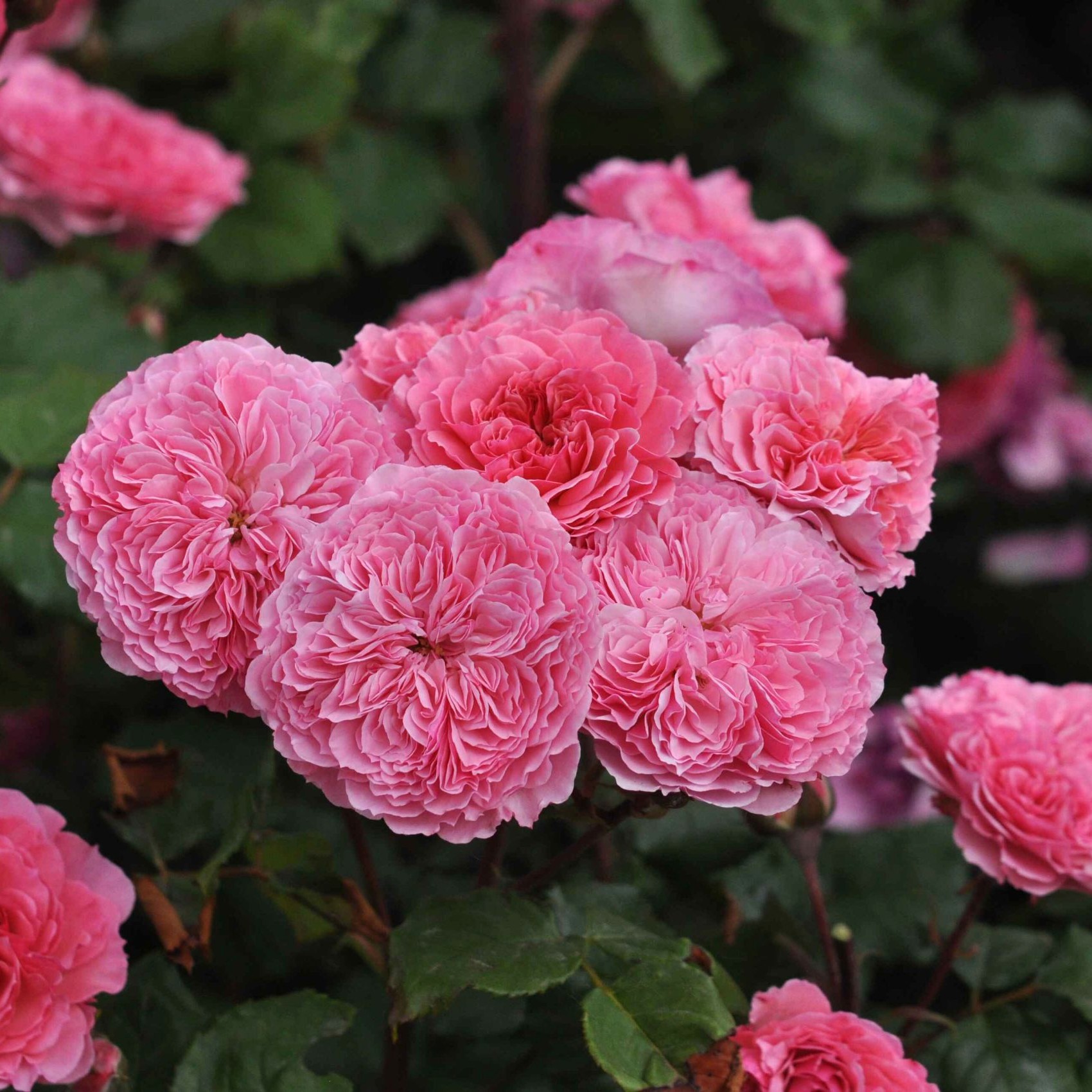 Theo Clevers Essbare Rose