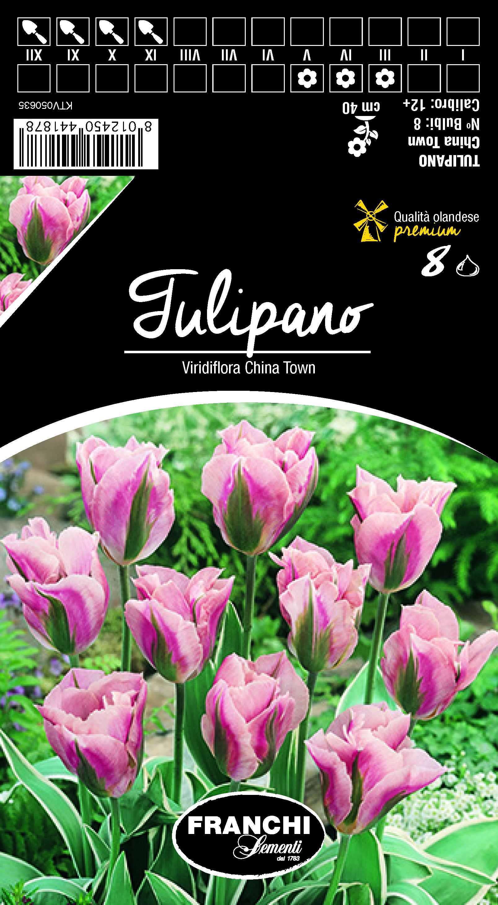 Tulpe Viridiflora China Town