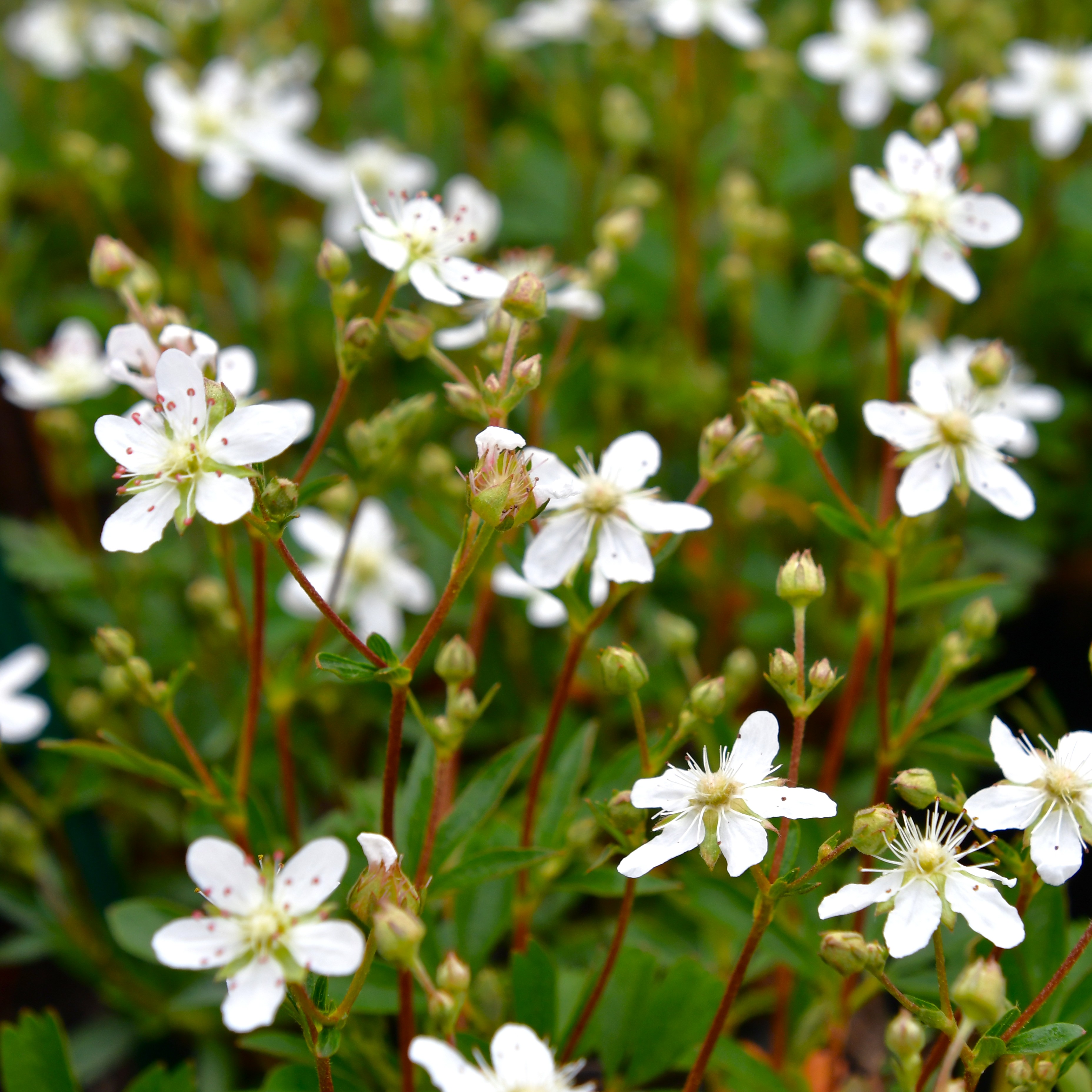 Potentilla tridentata 'Nuuk'