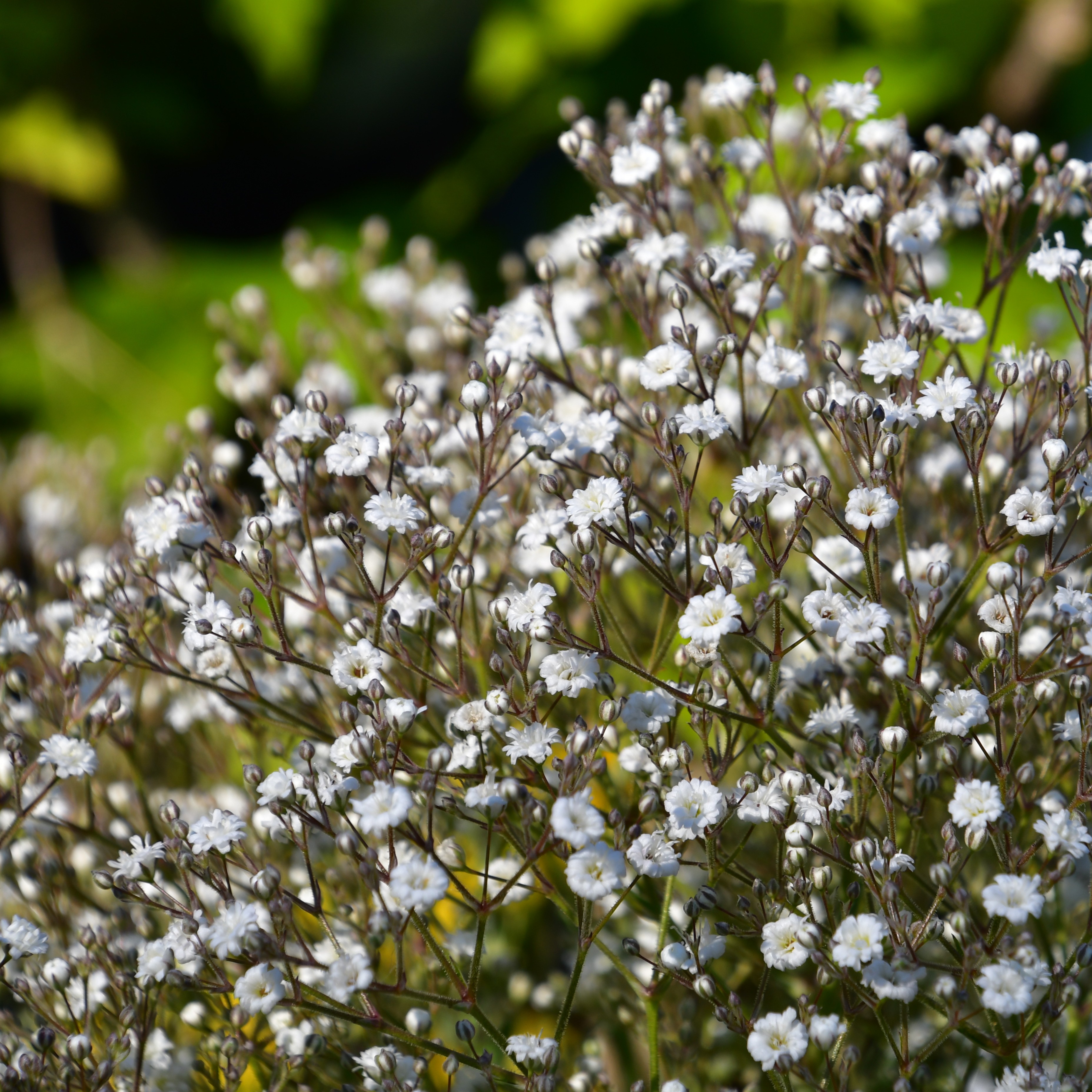 Gypsophila paniculata 'Summer Sparkles' 3L