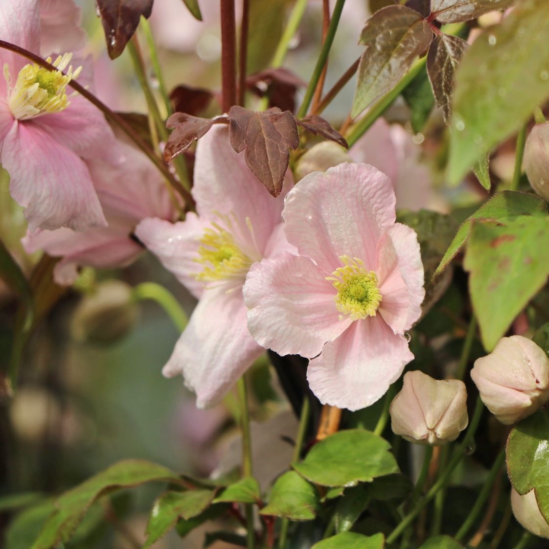Clematis montana Mayleen