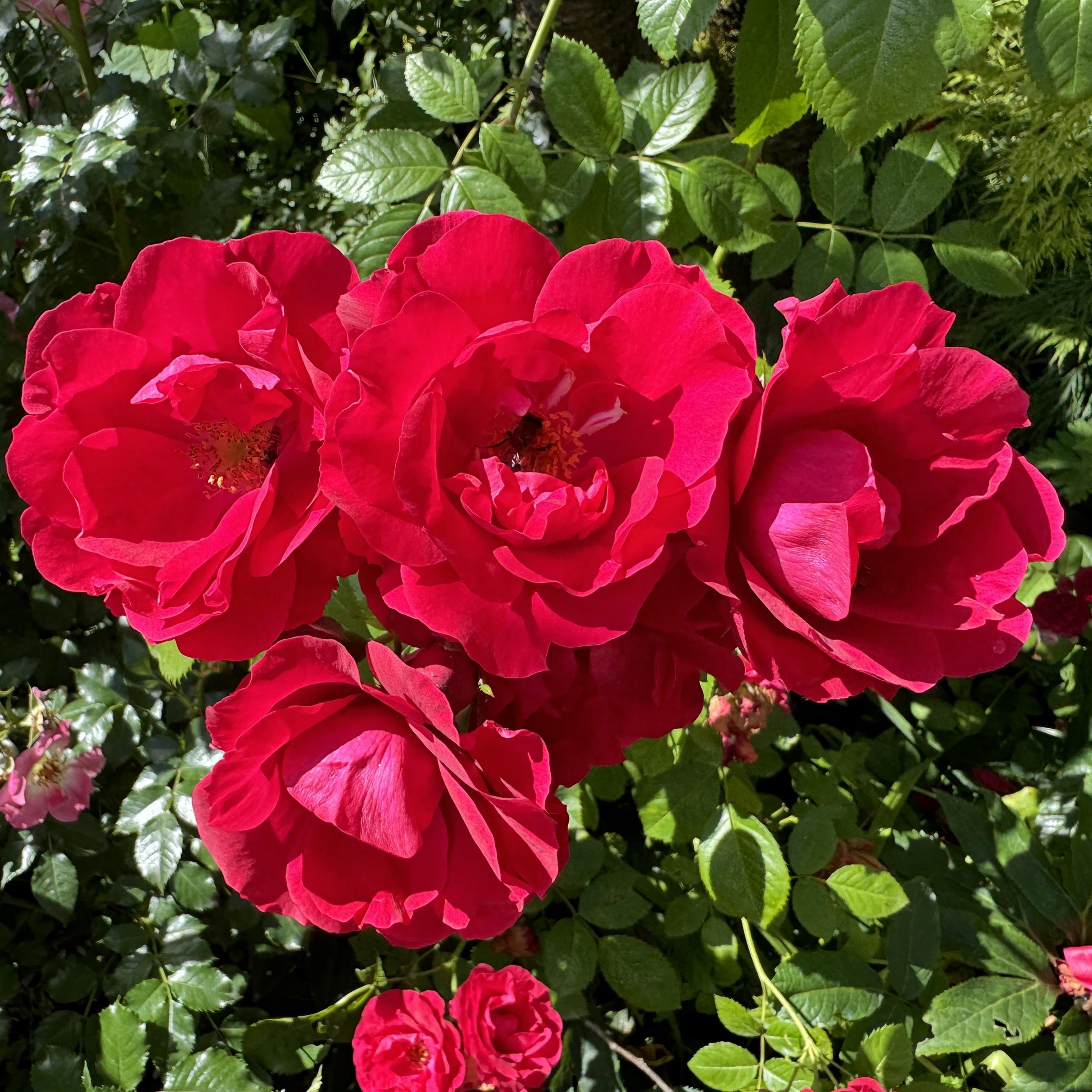 The Geheimrat's Rose