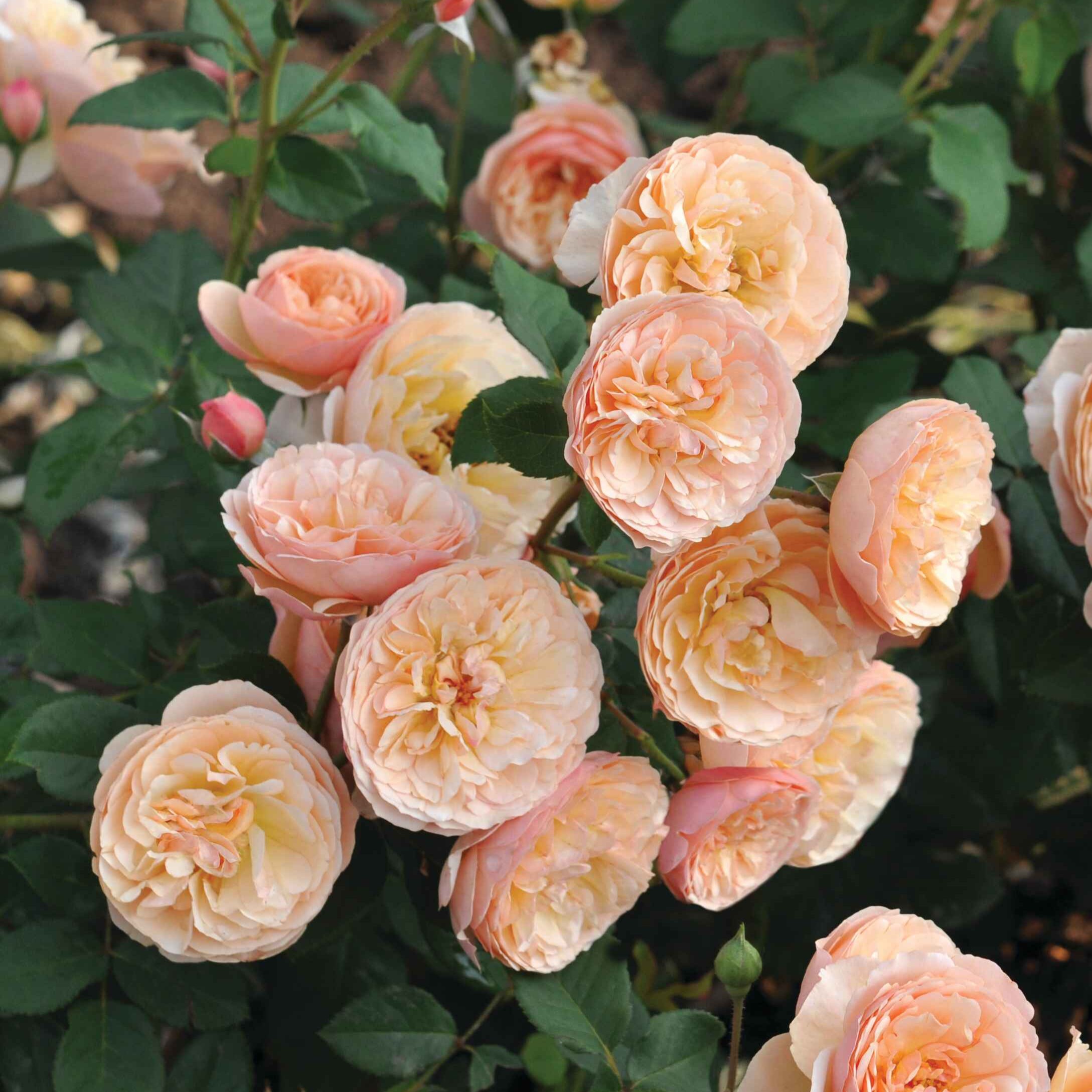 Eveline Wild Essbare Rose