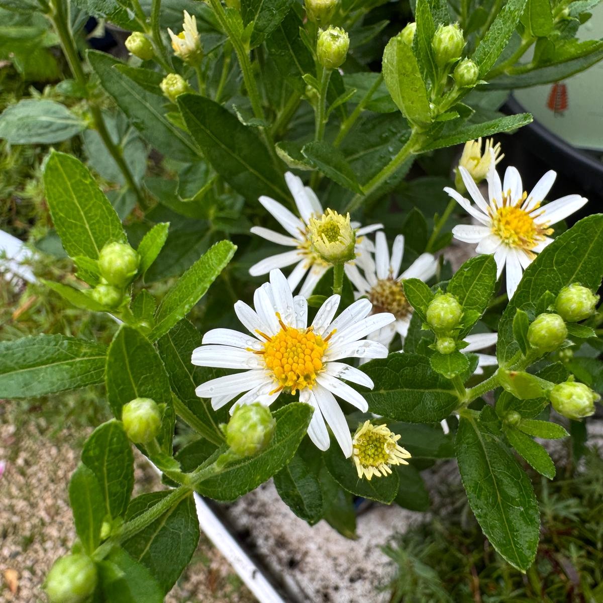 Aster ageratoides Starshine 1L