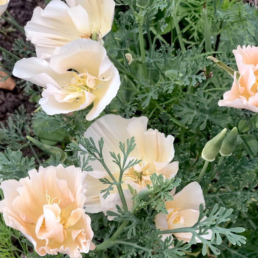 Eschscholzia californica 'Thai Silk Appleblossom' (Goldmohn)