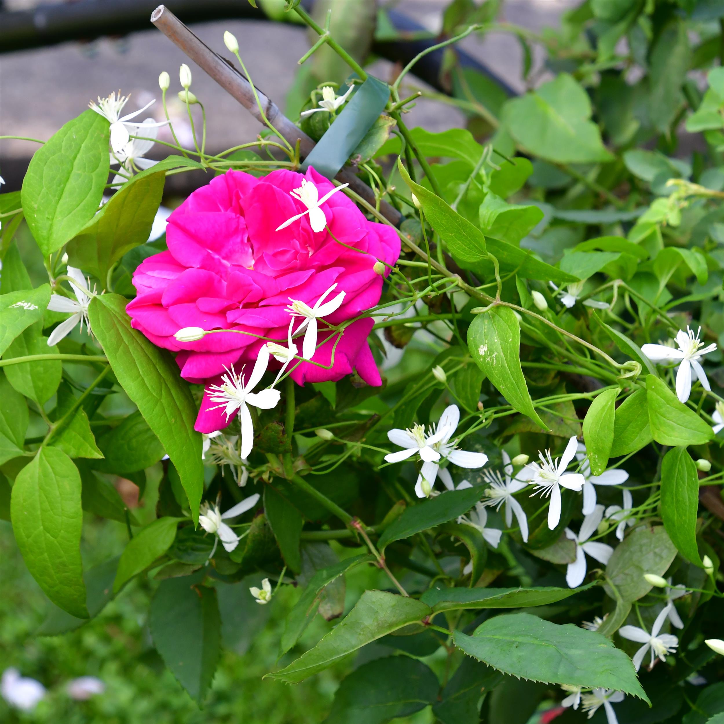 Clematis mandshurica nana