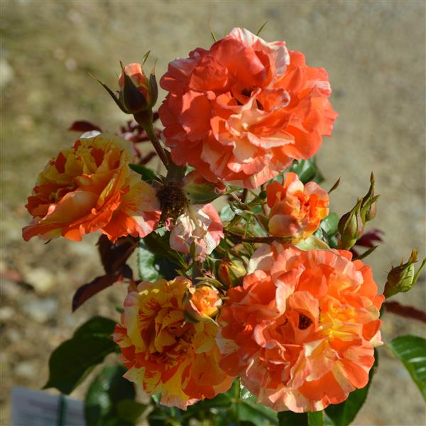 Oranges and Lemons / Papagena