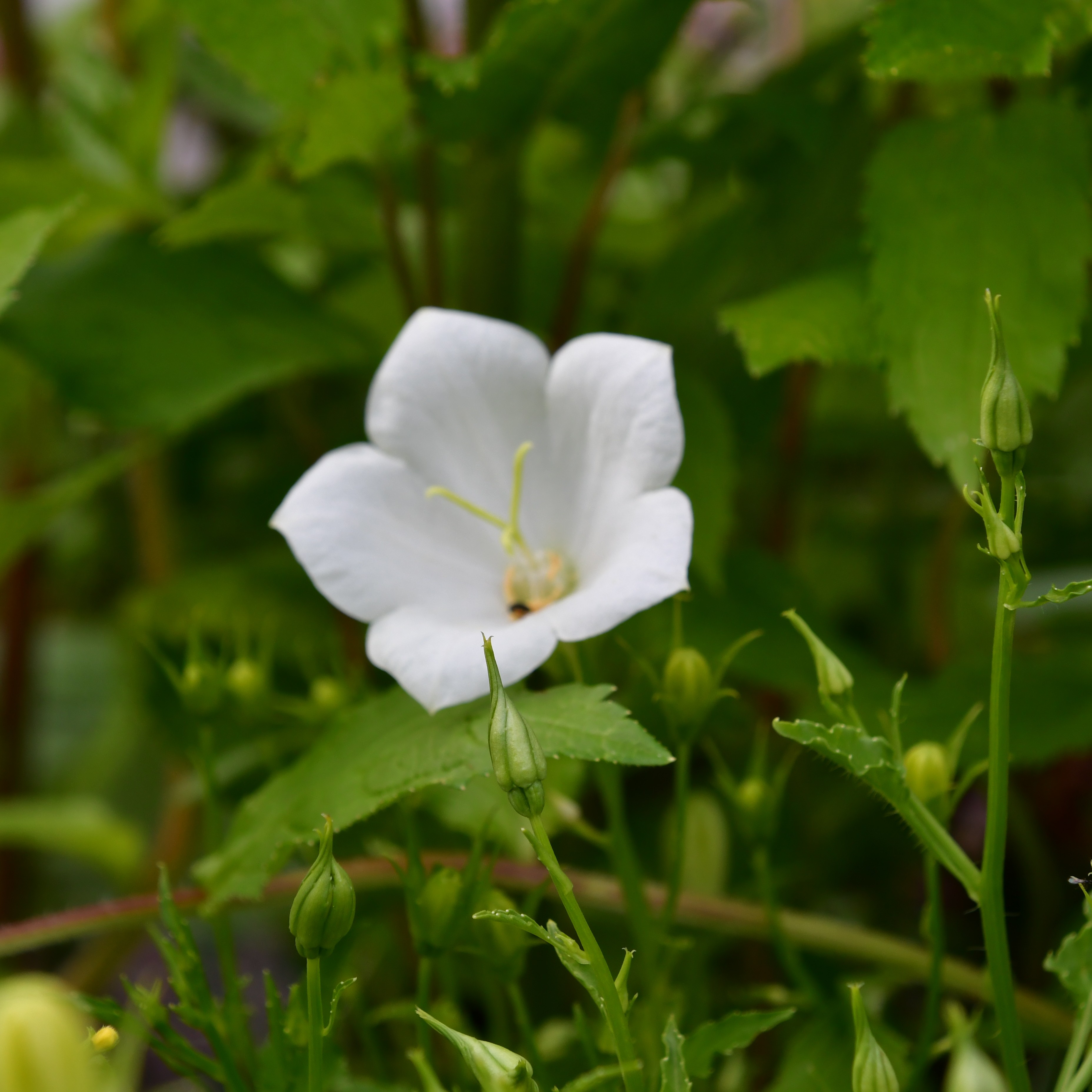 Campanula carpatica Weiße Clips 1L
