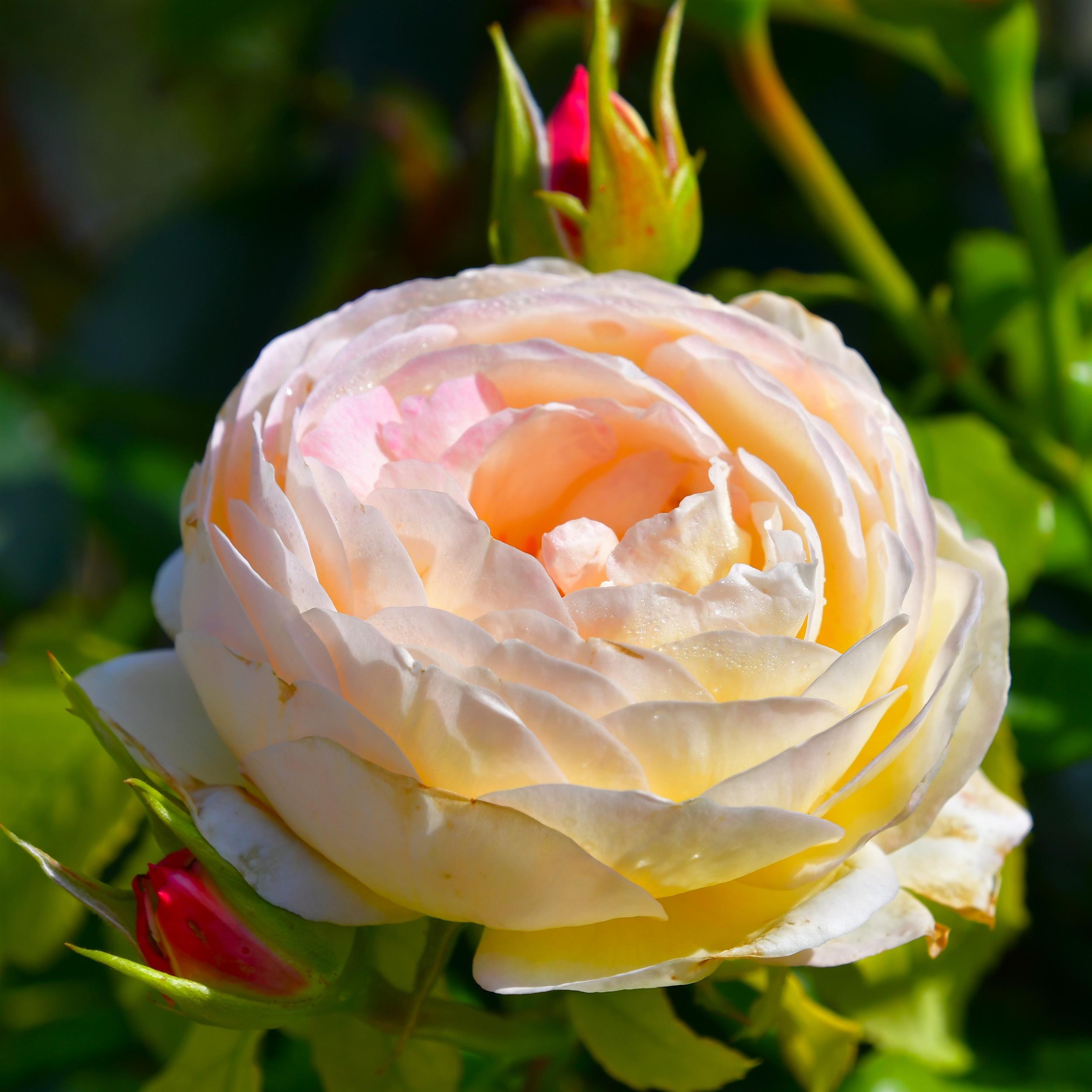 Chateau de Cheverny - Stammrose 60 cm