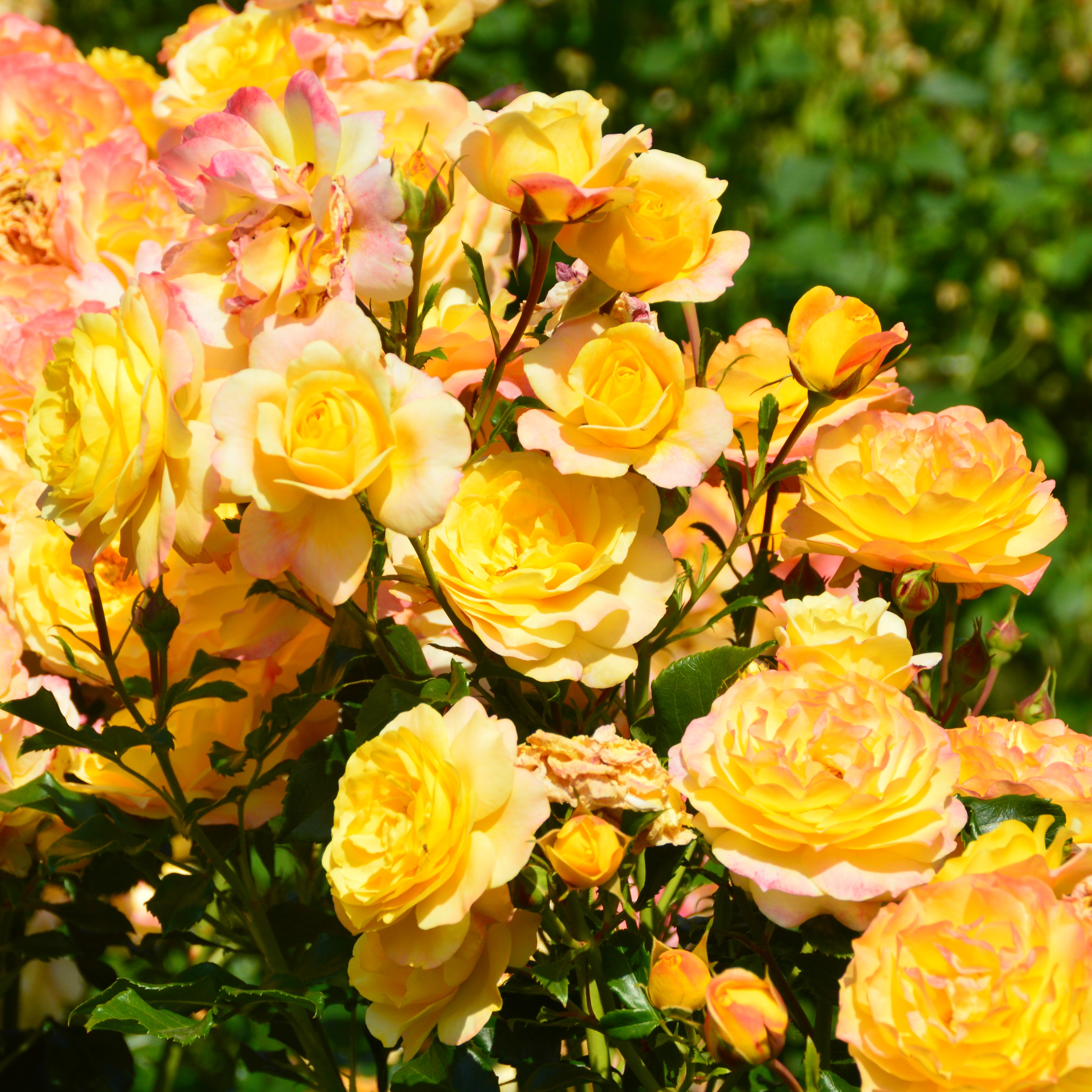 Rose der Hoffnung