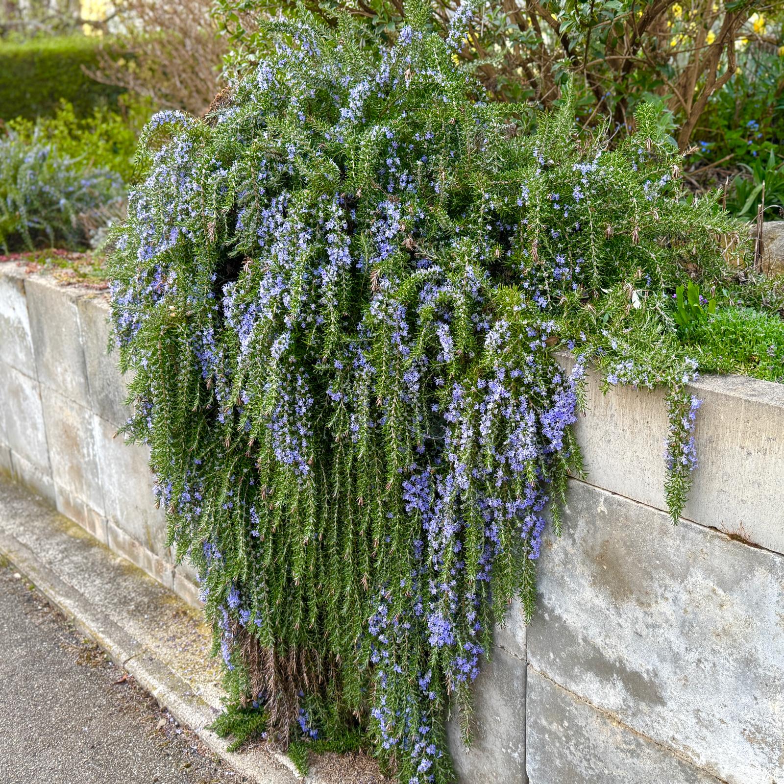 Rosmarinus officinalis 'Majorcan Pink'