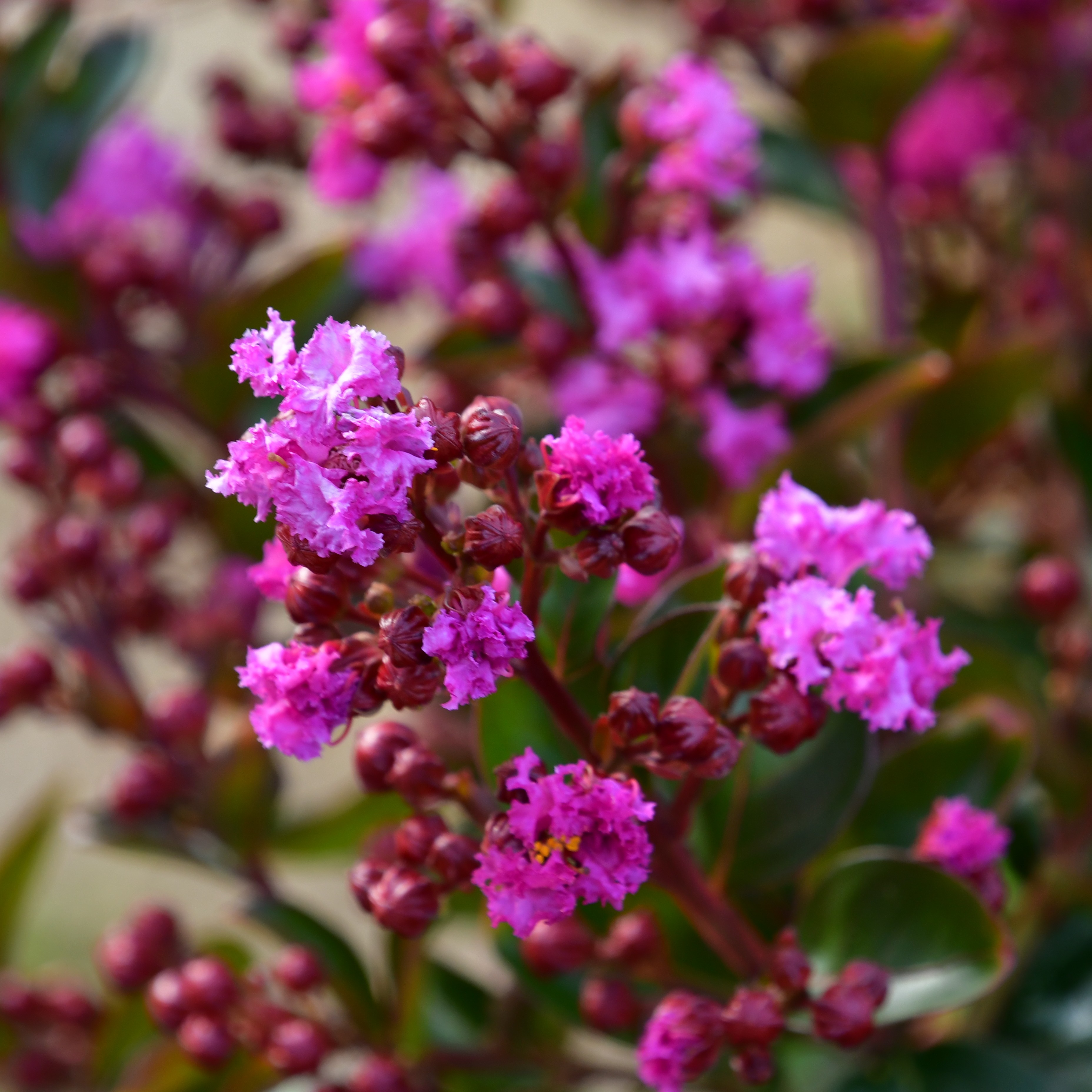 Lagerstroemia Enduring® Lavender
