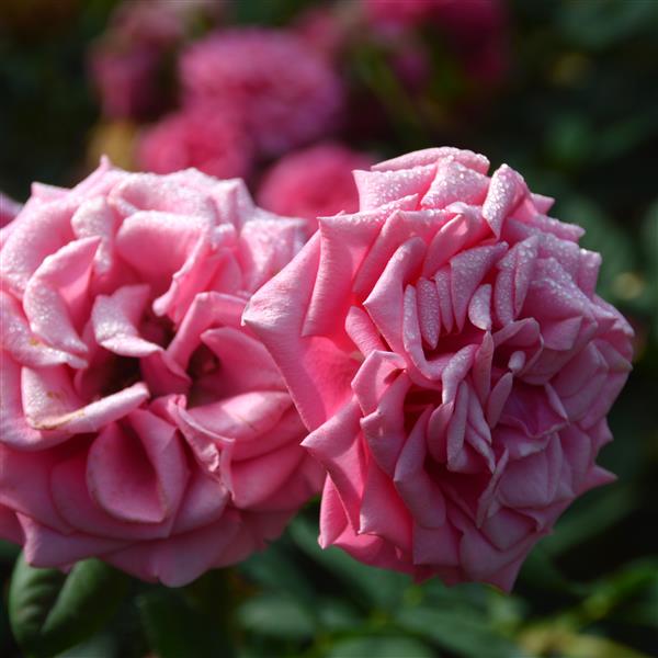 Rajah´s Rose