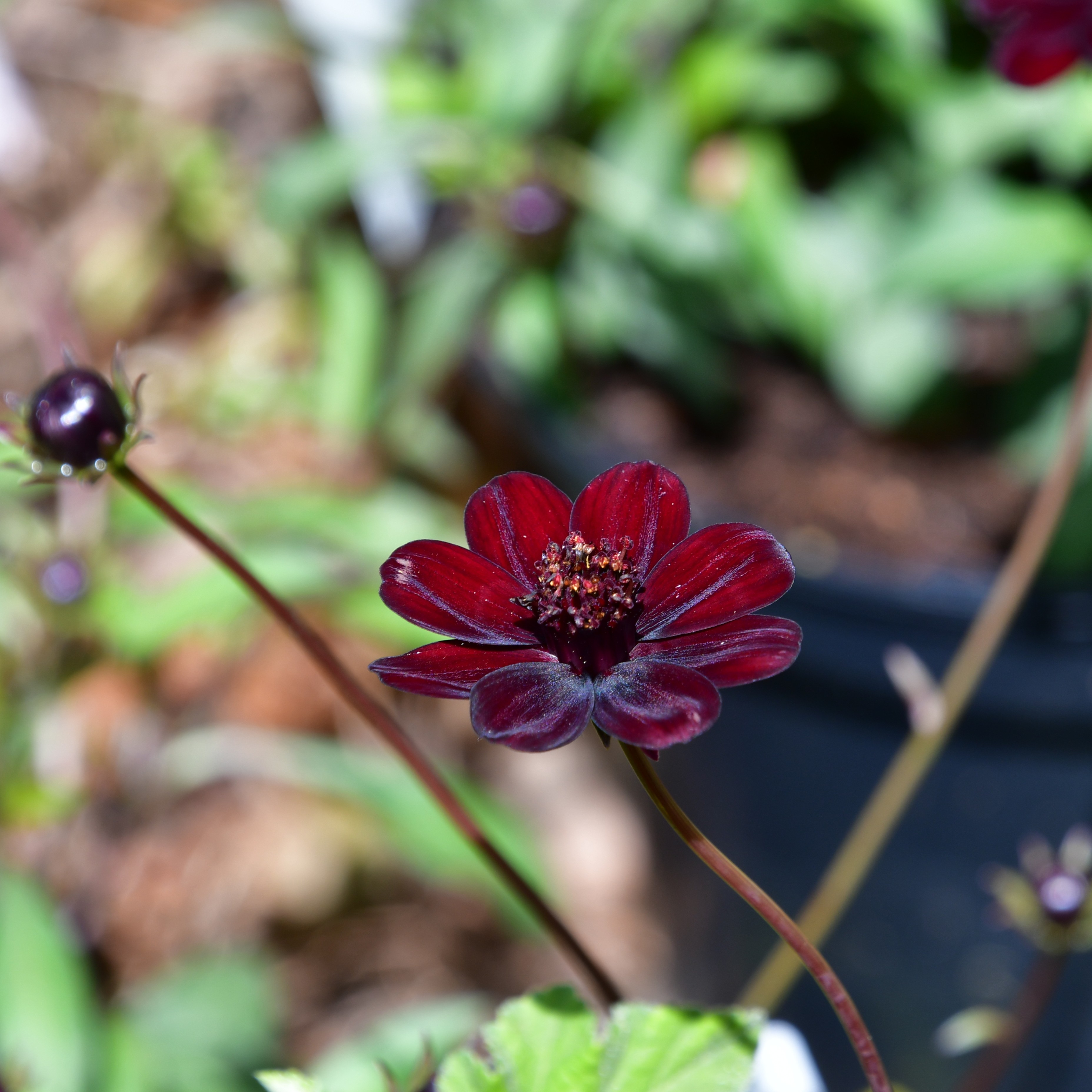 Cosmos atrosanguineus 'Chocamocha' 1L