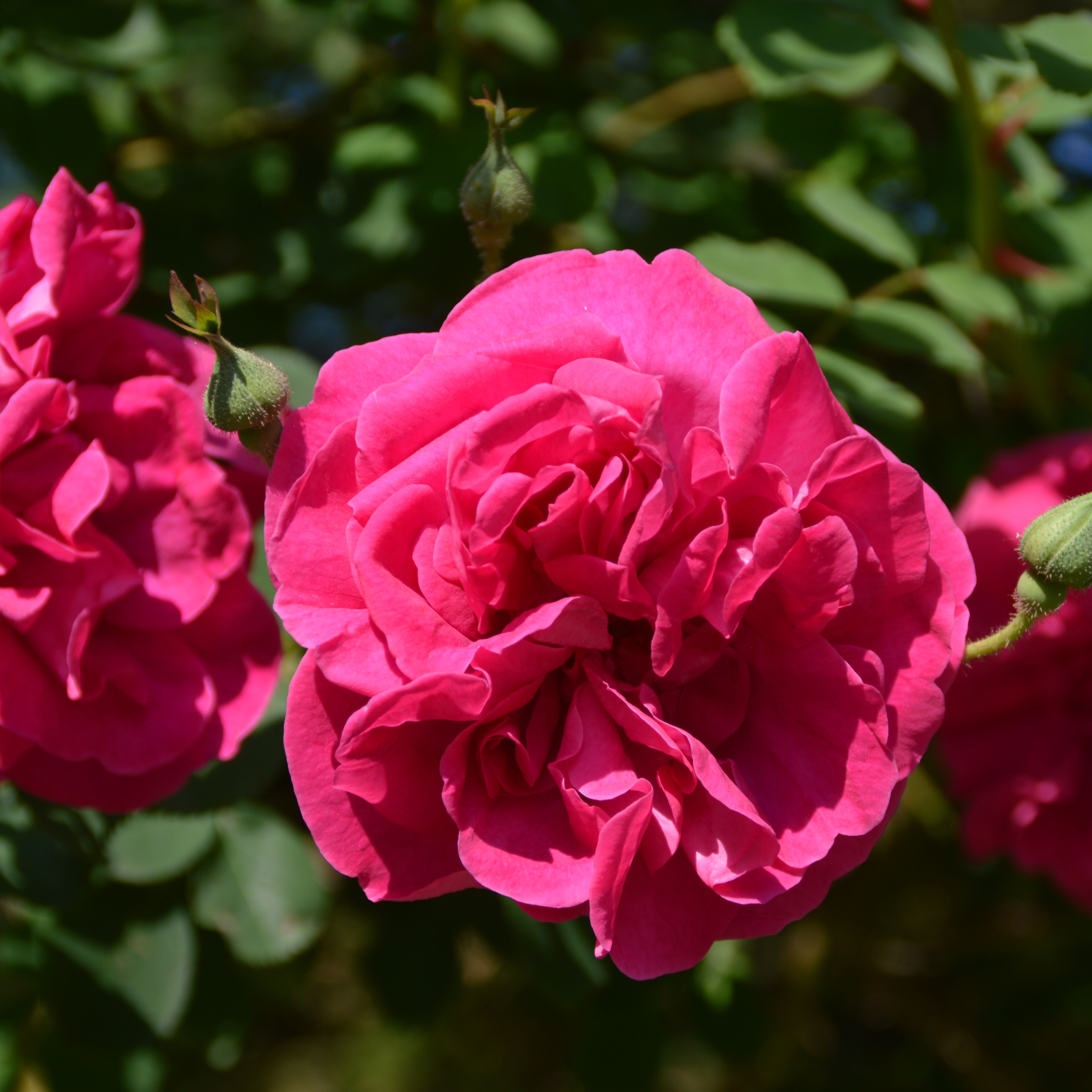 Cerise Bouquet