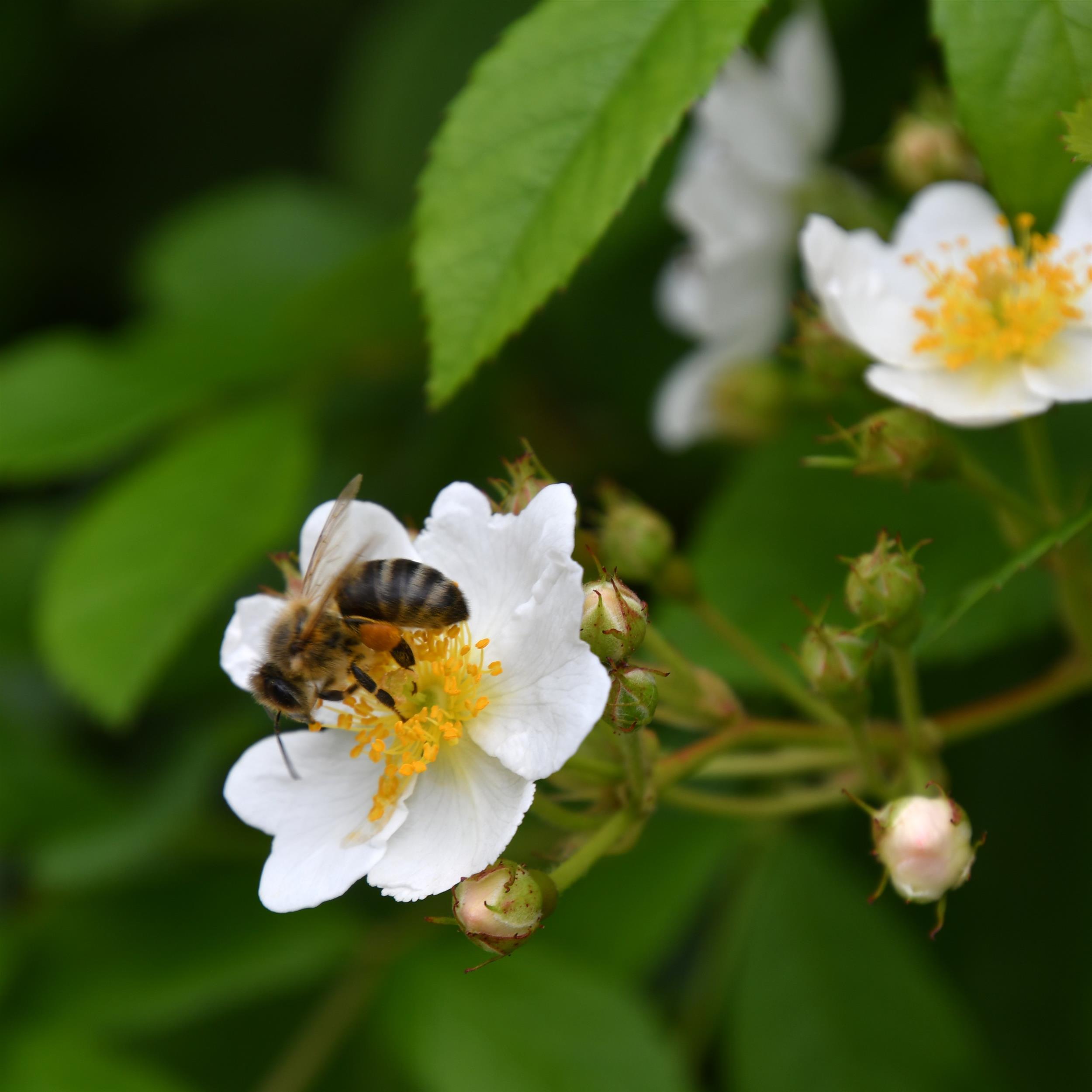 Rosa multiflora