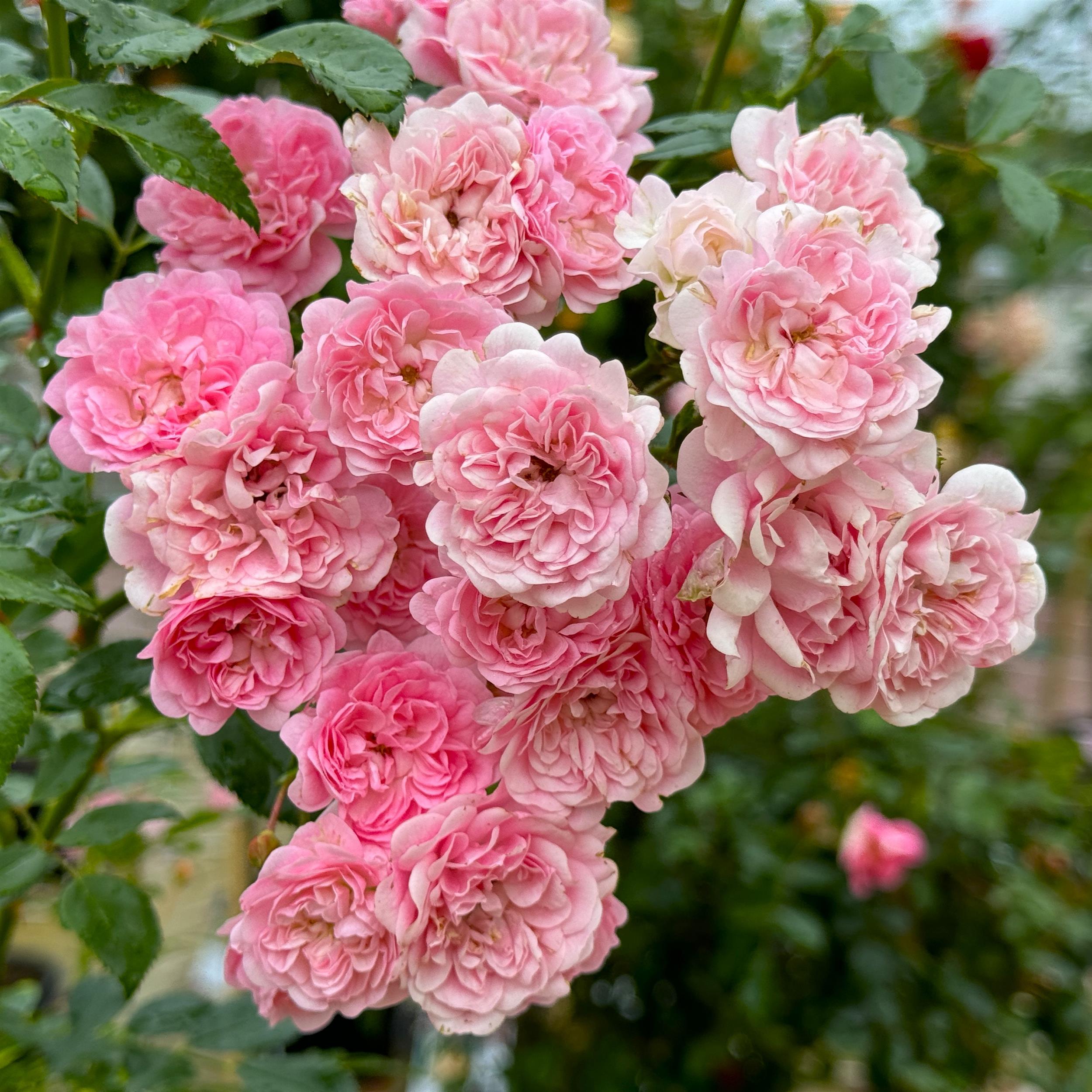 The Fairy - Stammrose 60 cm