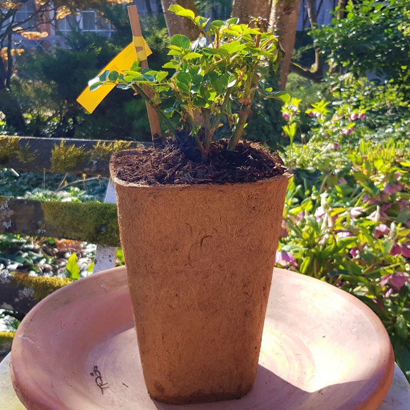 Bio Container