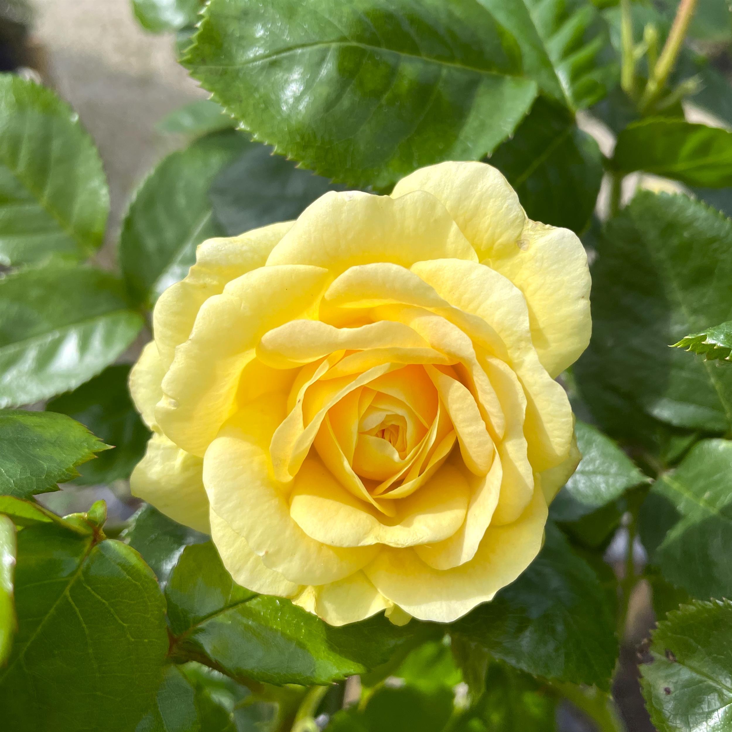 Yellow Meilove