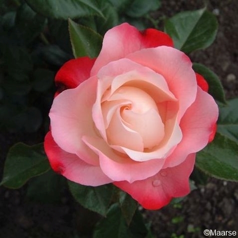 Nostalgie - Stammrose 90 cm