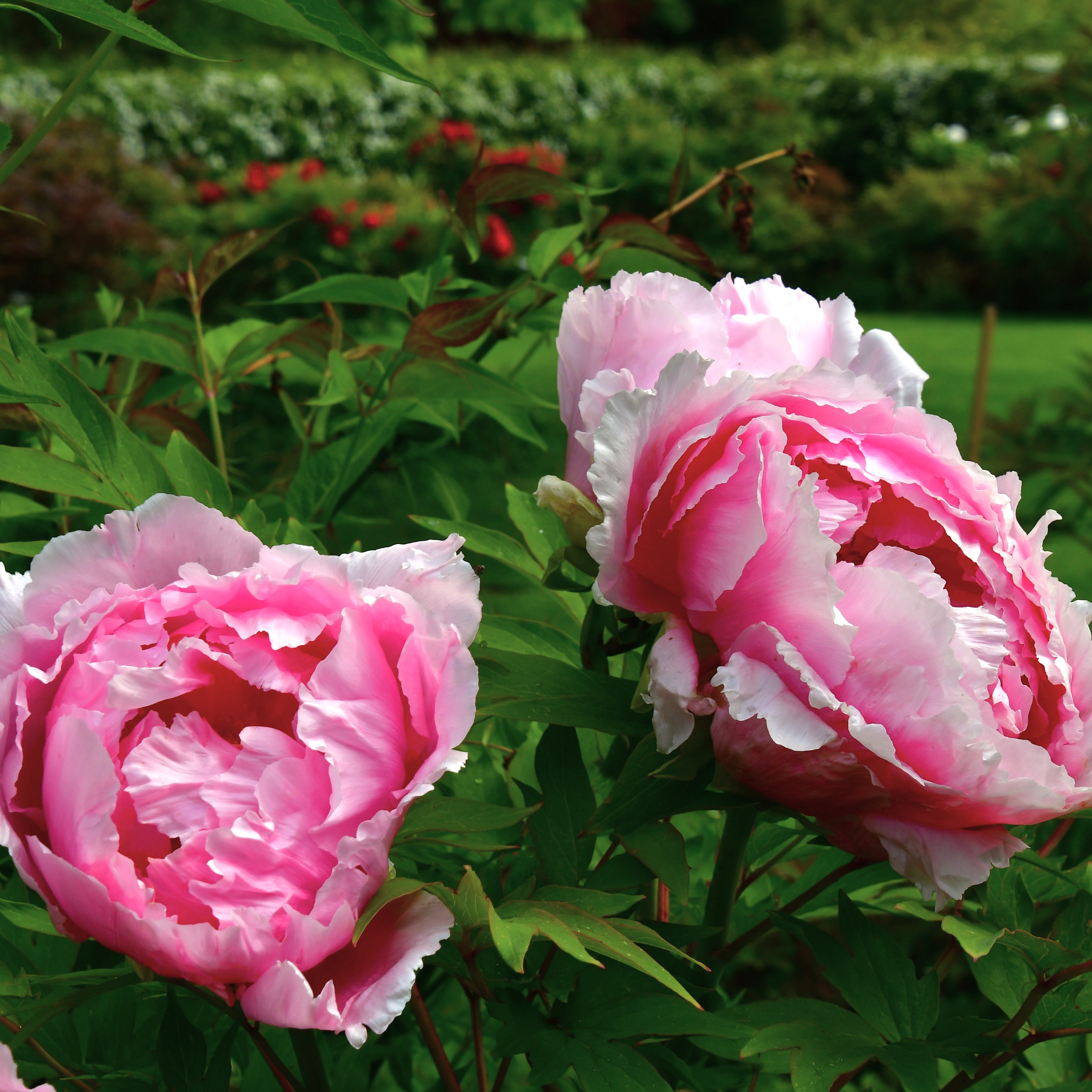 Paeonia suffruticosa Rou Fu Rong