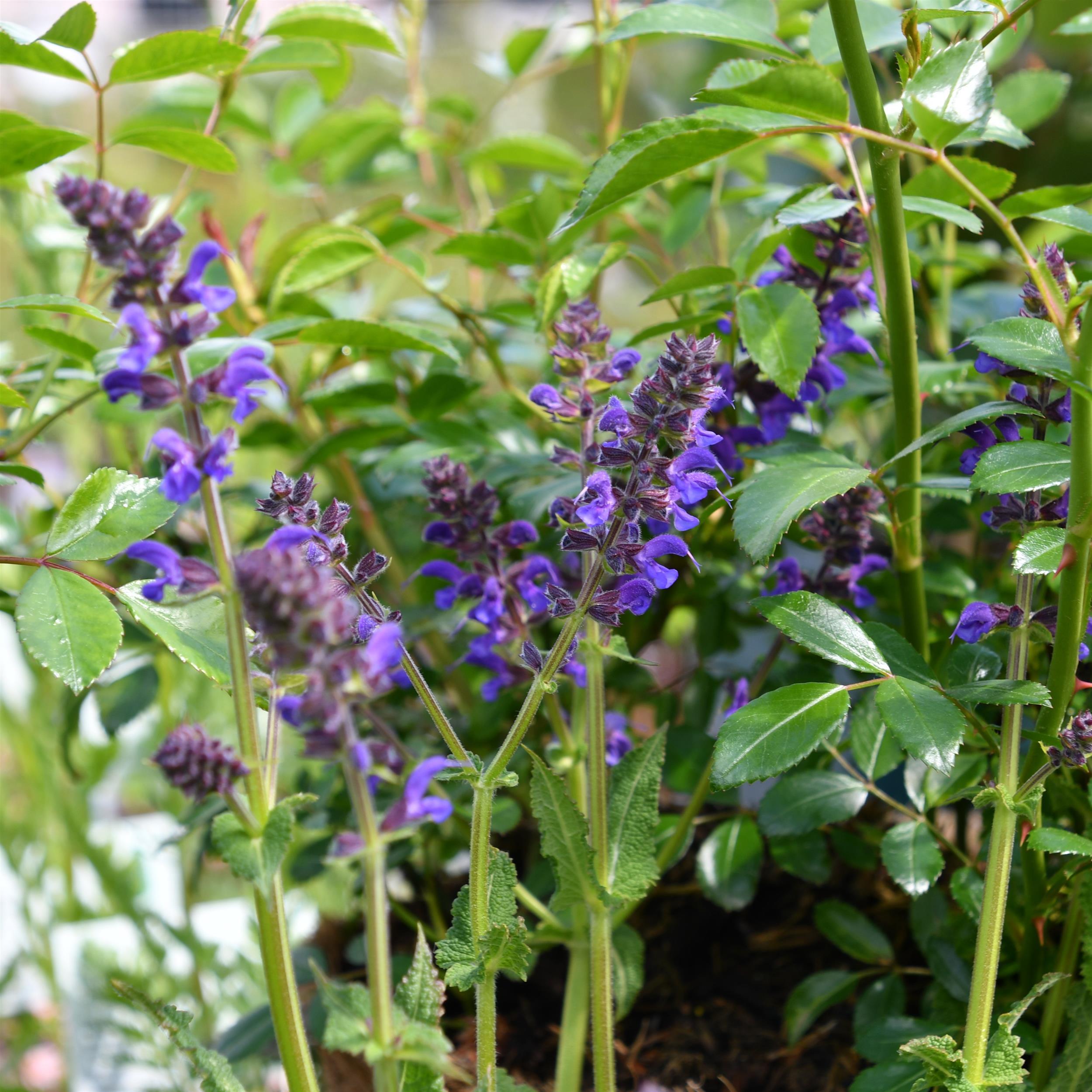 Salvia nemorosa ´Mainacht` 1L