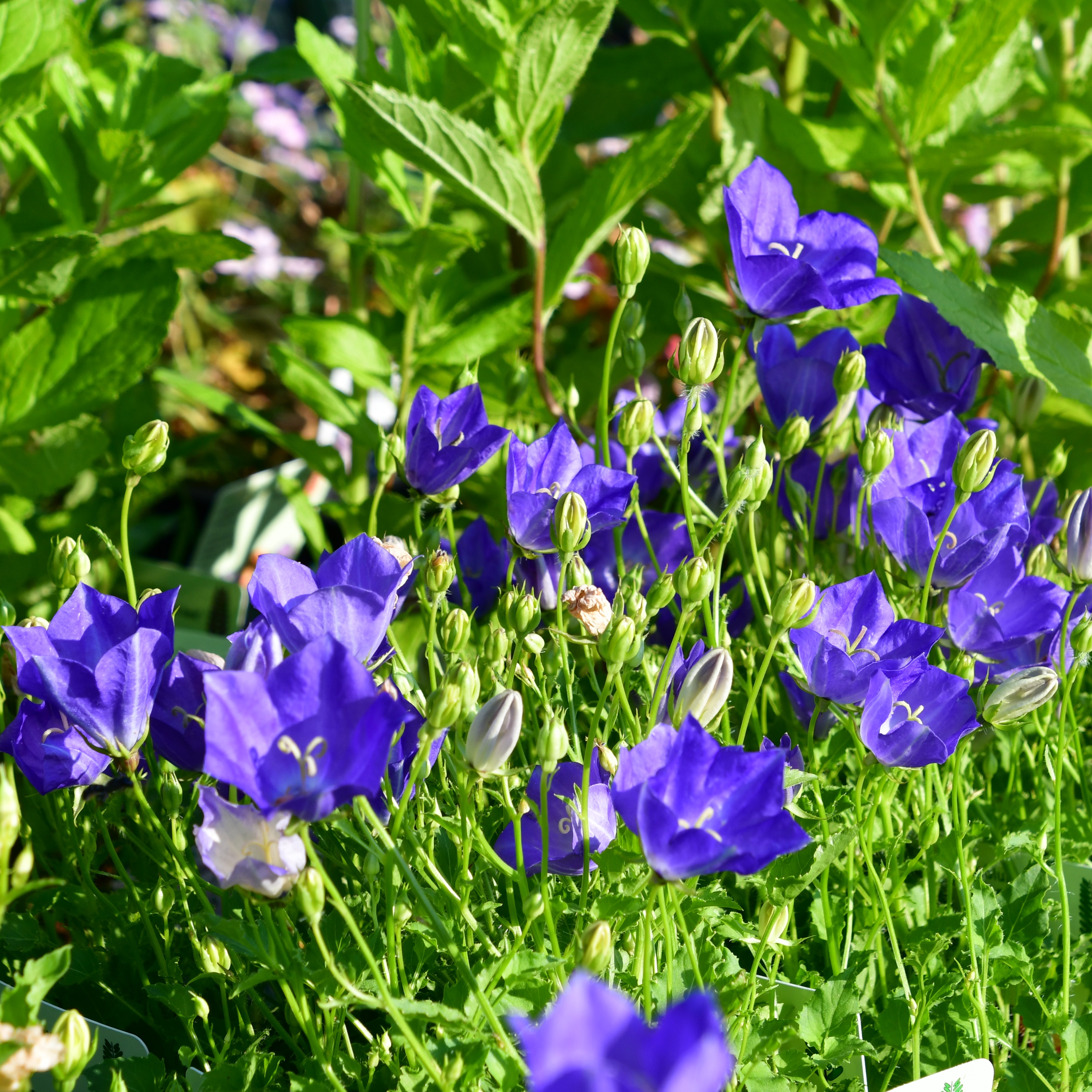 Campanula carp. Blaue Clips 1L