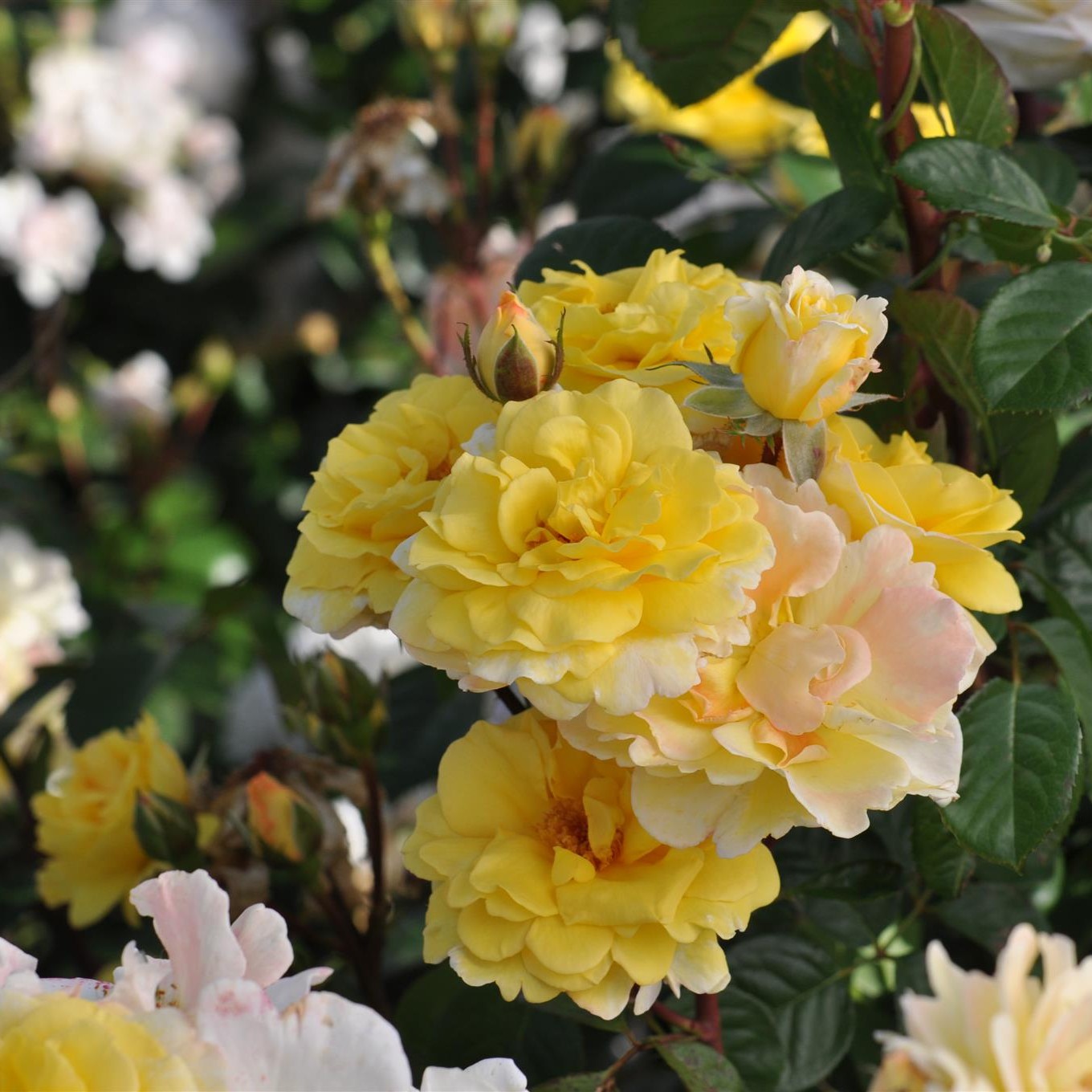 Nadia Zerouali Essbare Rose