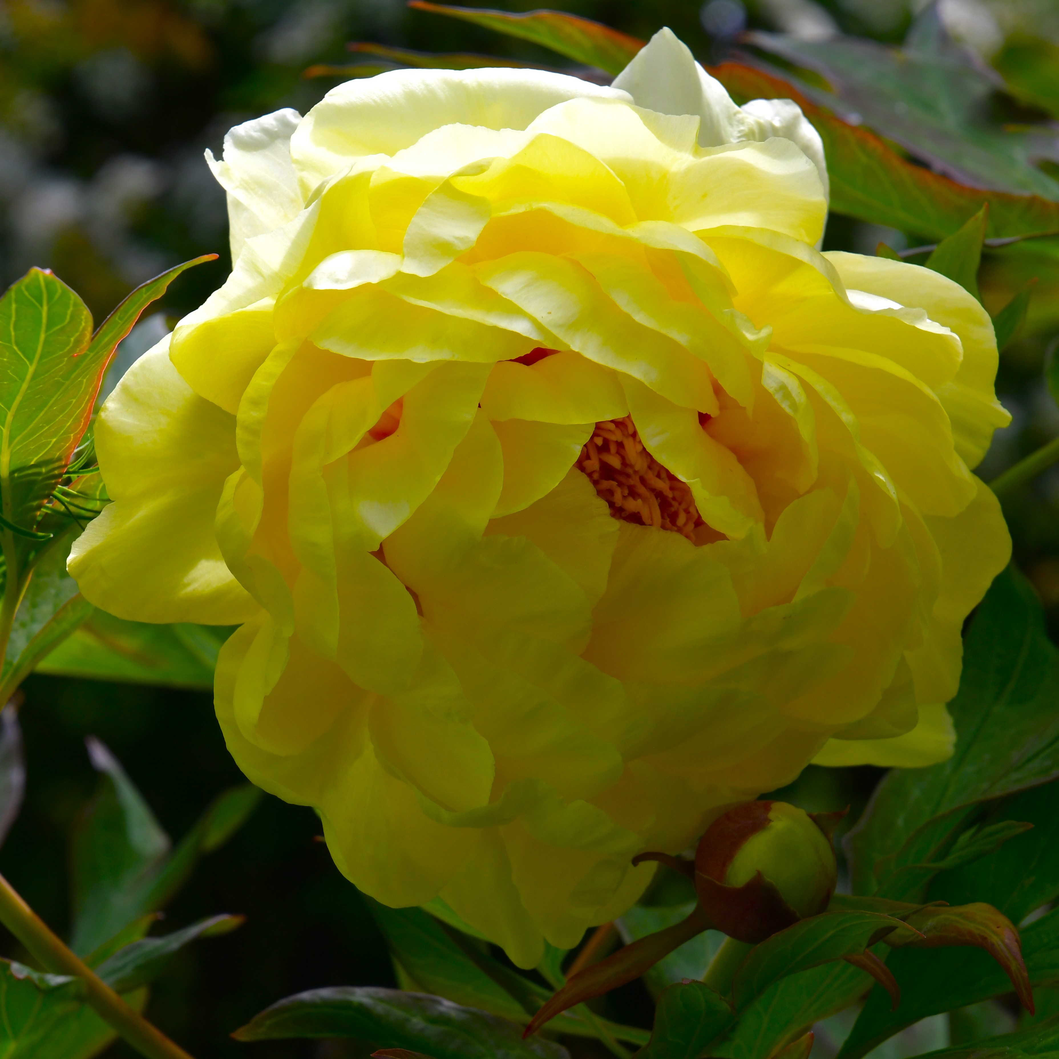 Paeonia suffruticosa Hai Huang