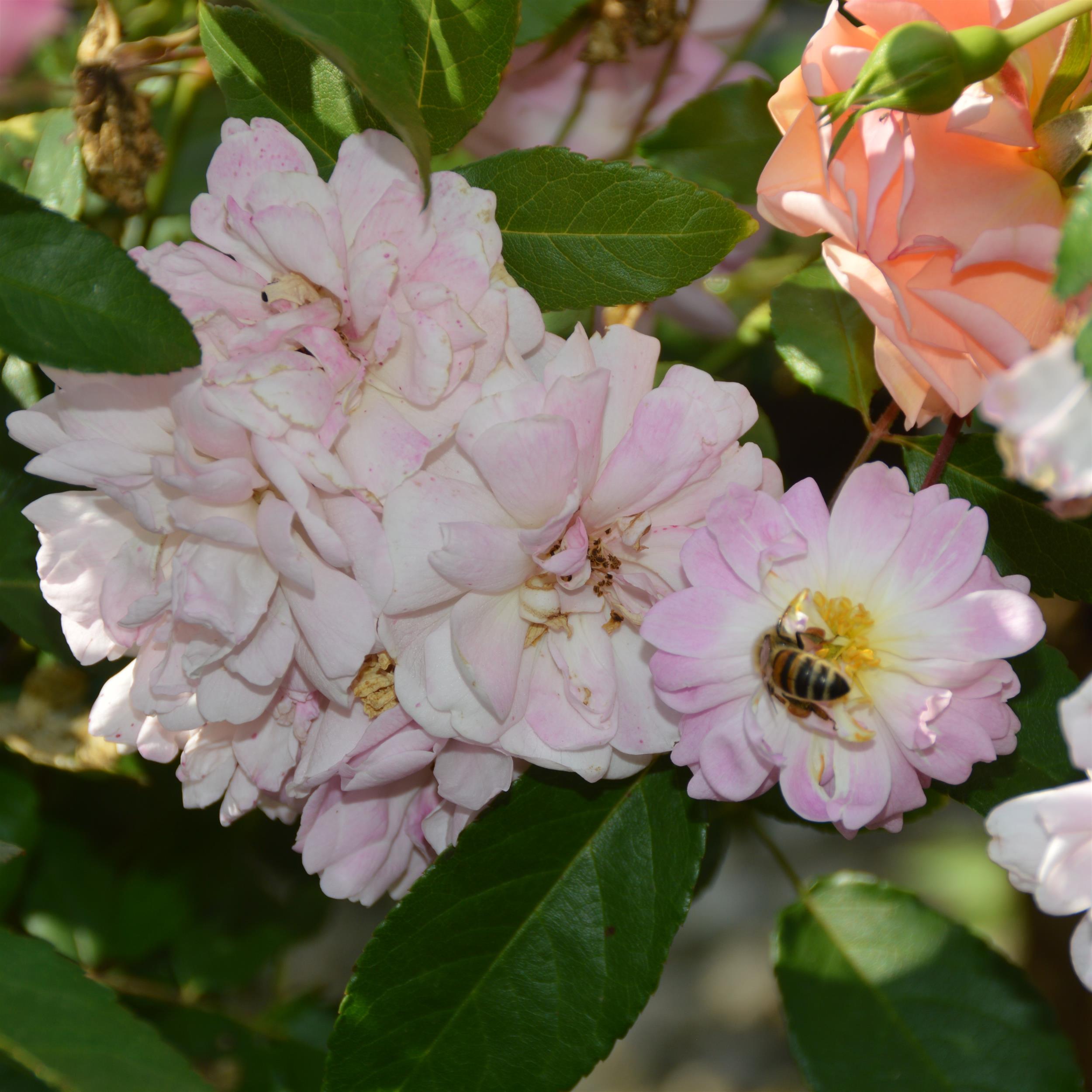 5 x Dainty Pink im Bio-Container