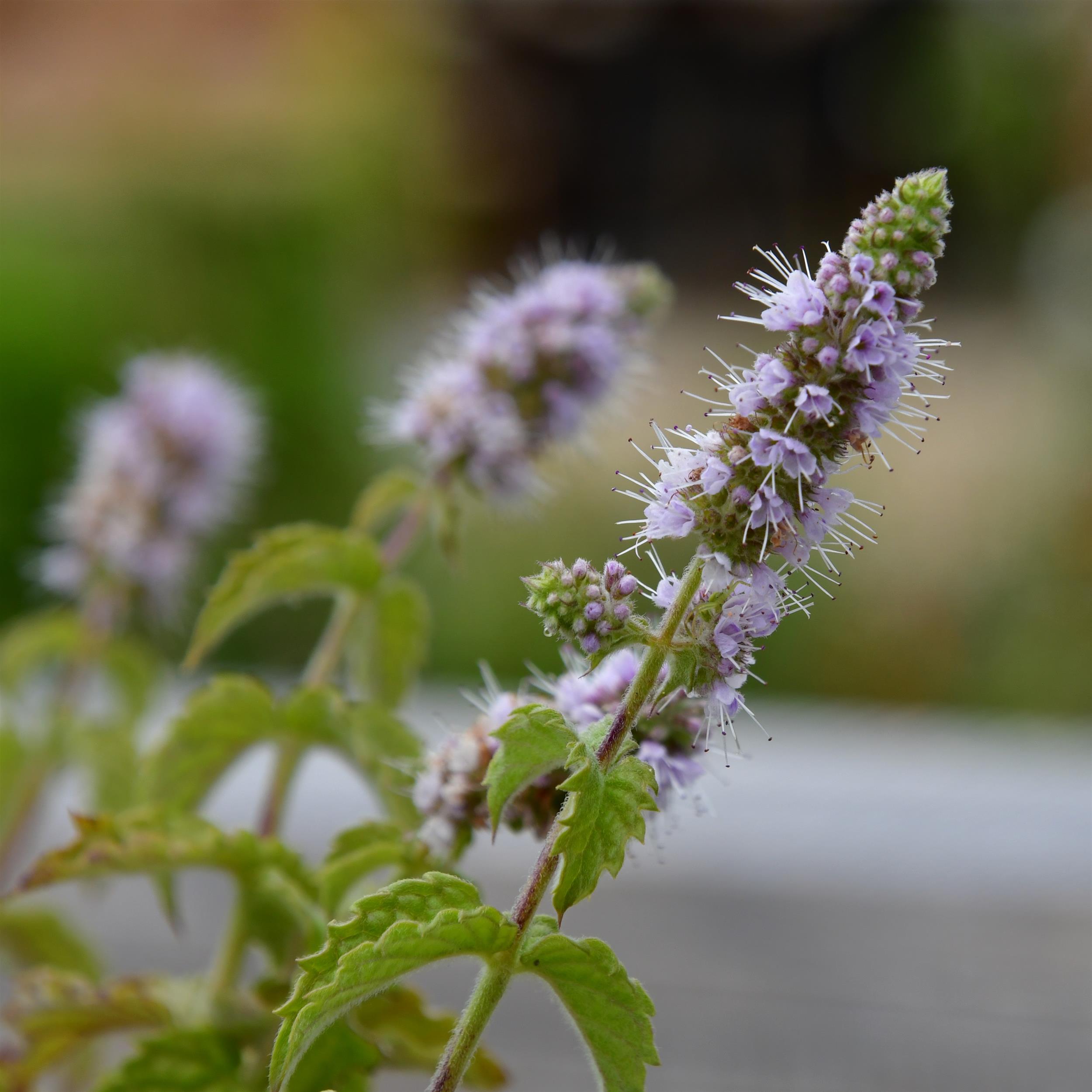 Mentha x piperita 'Mitcham'