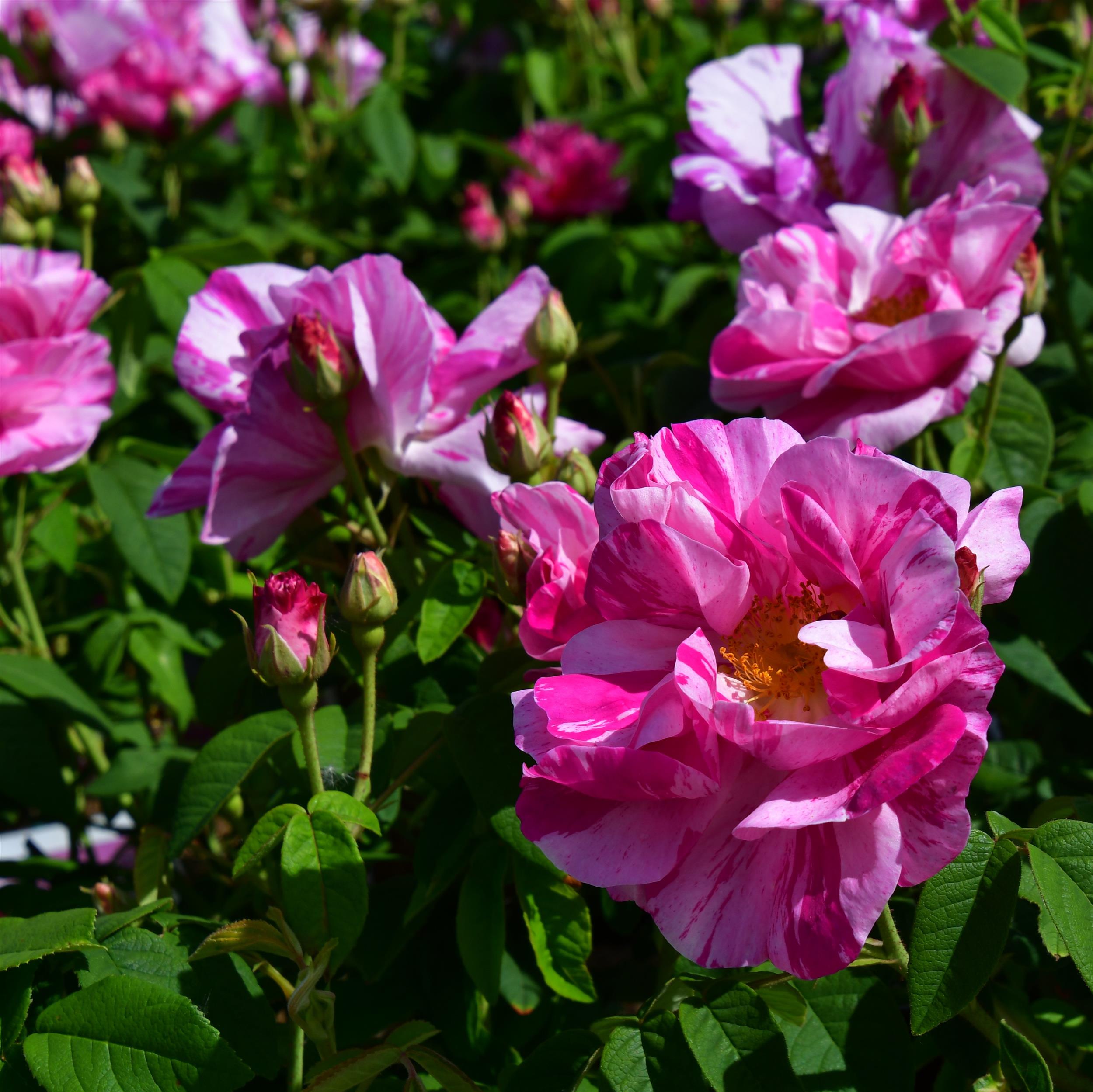 Rosa mundi (gallica versicolor)
