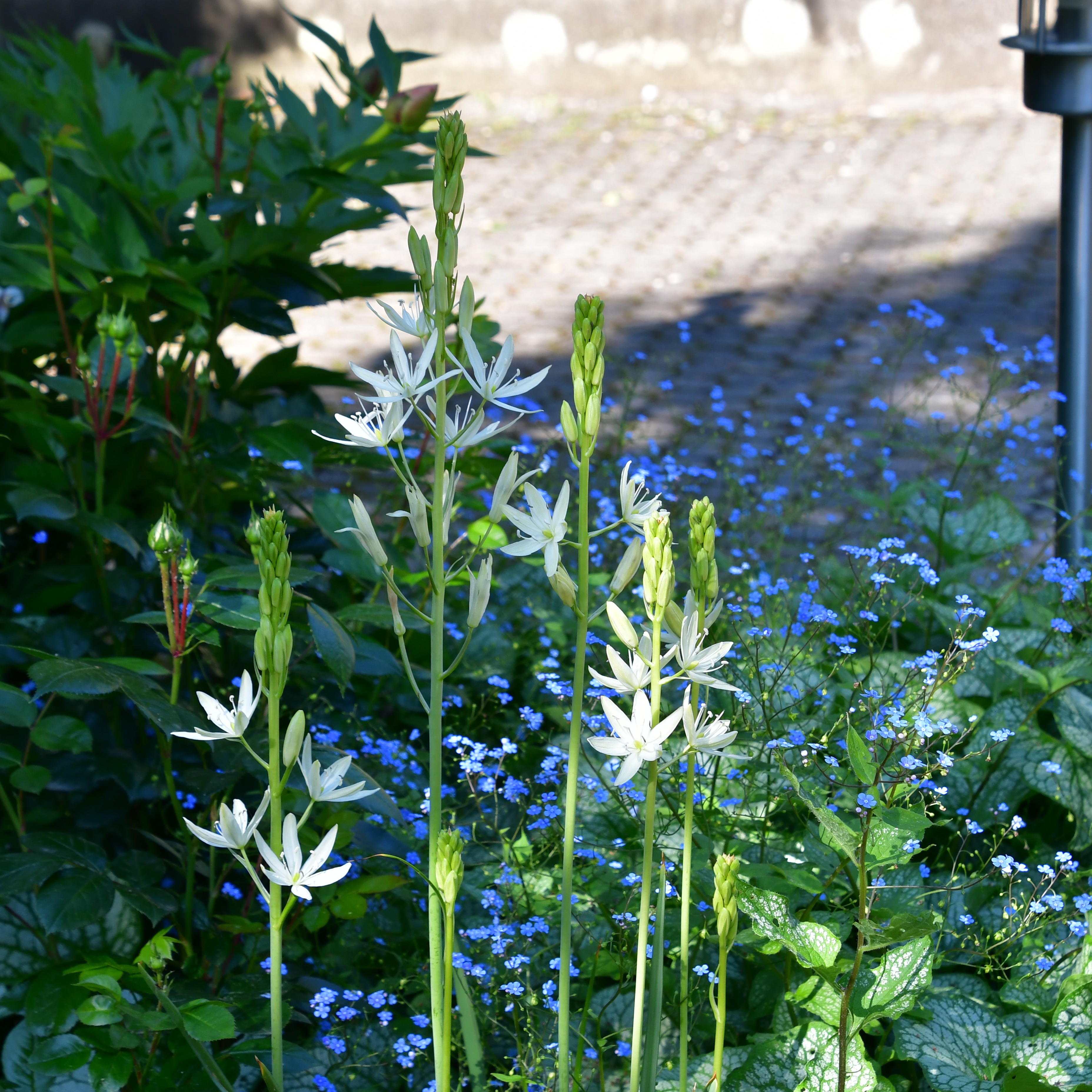 Camassia leichtlinii Alba P1