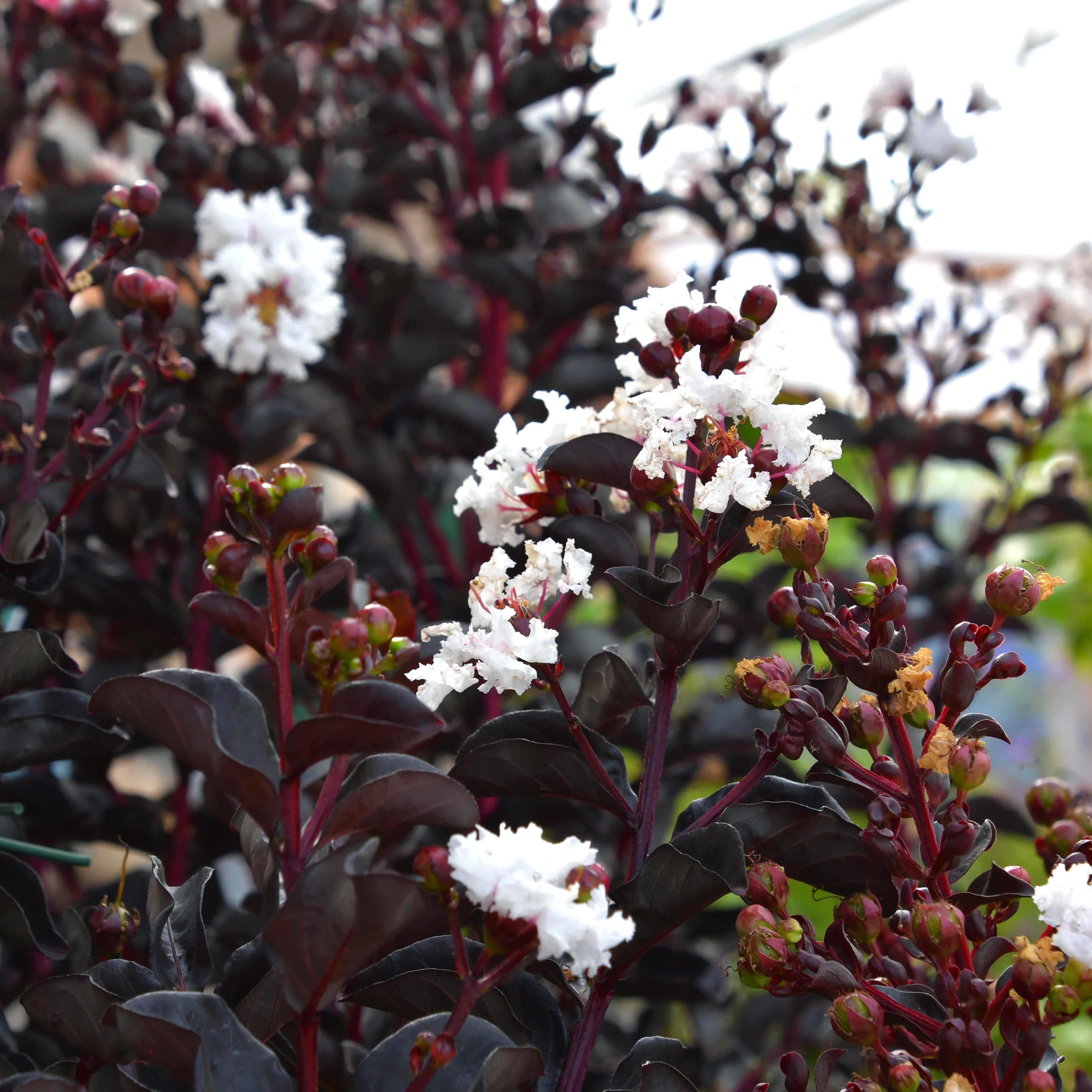 Lagerstroemia Black Diamond® Pure White