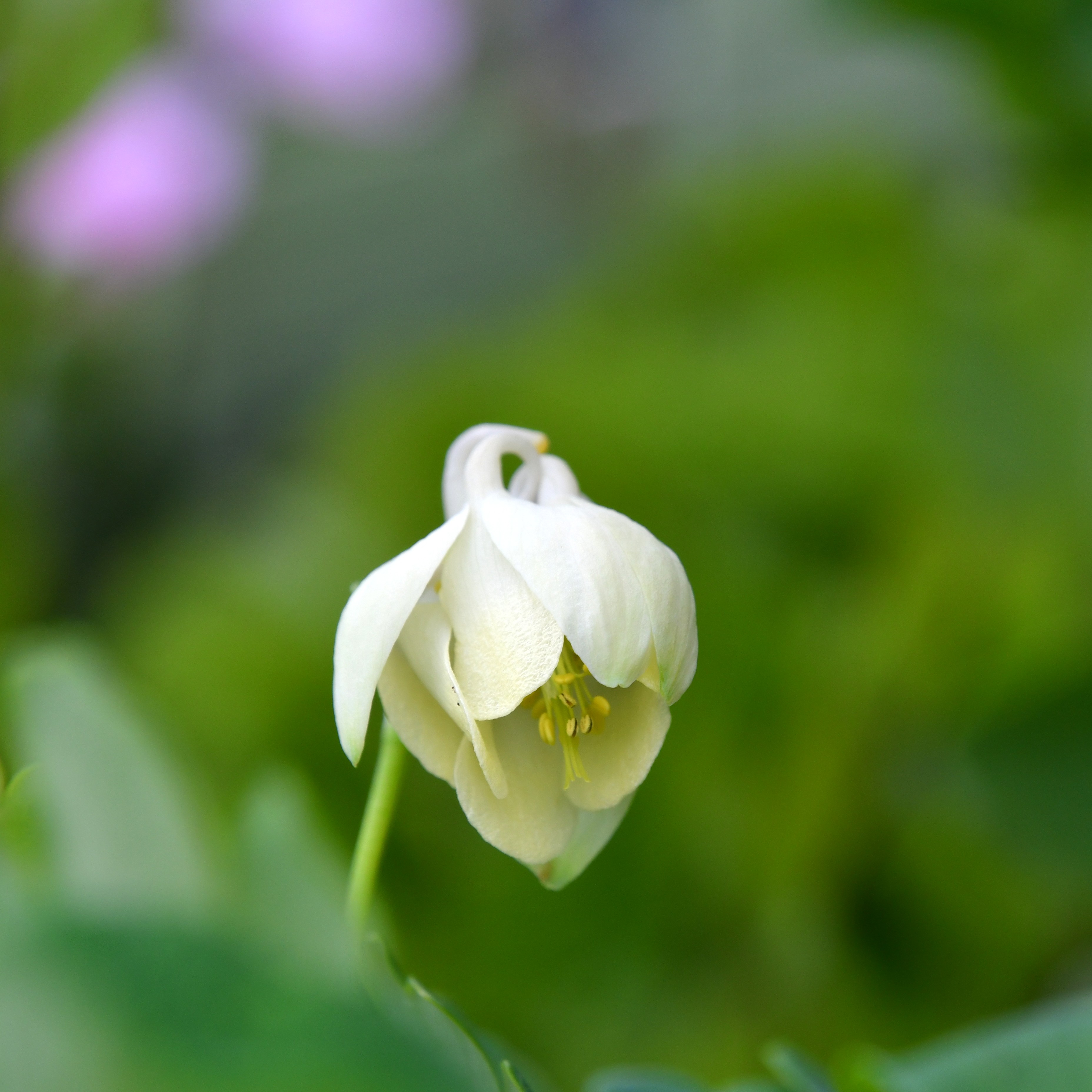 Aquilegia flabellata var.pumila alba 1L