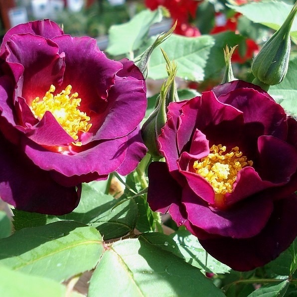 Prinzessin Sibilla von Luxemburg