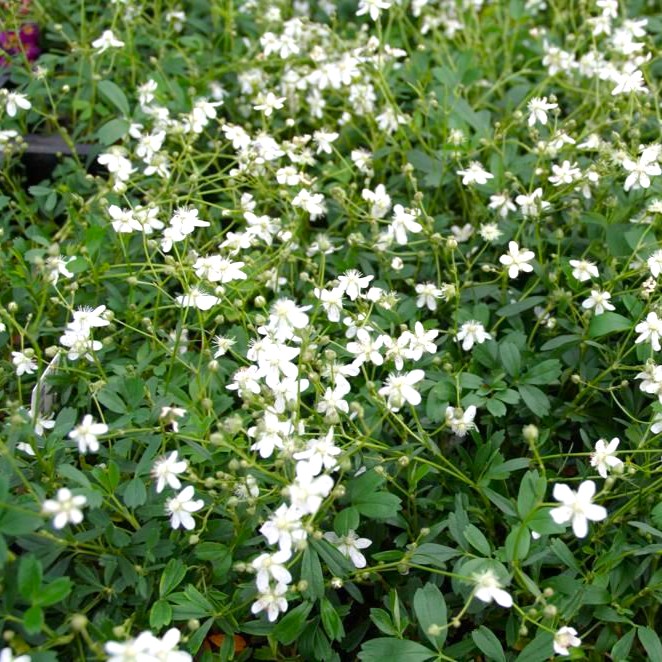 Potentilla tridentata 'Nuuk'