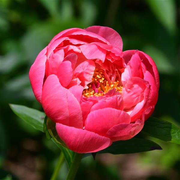 Paeonia lactiflora Coral Sunset C2