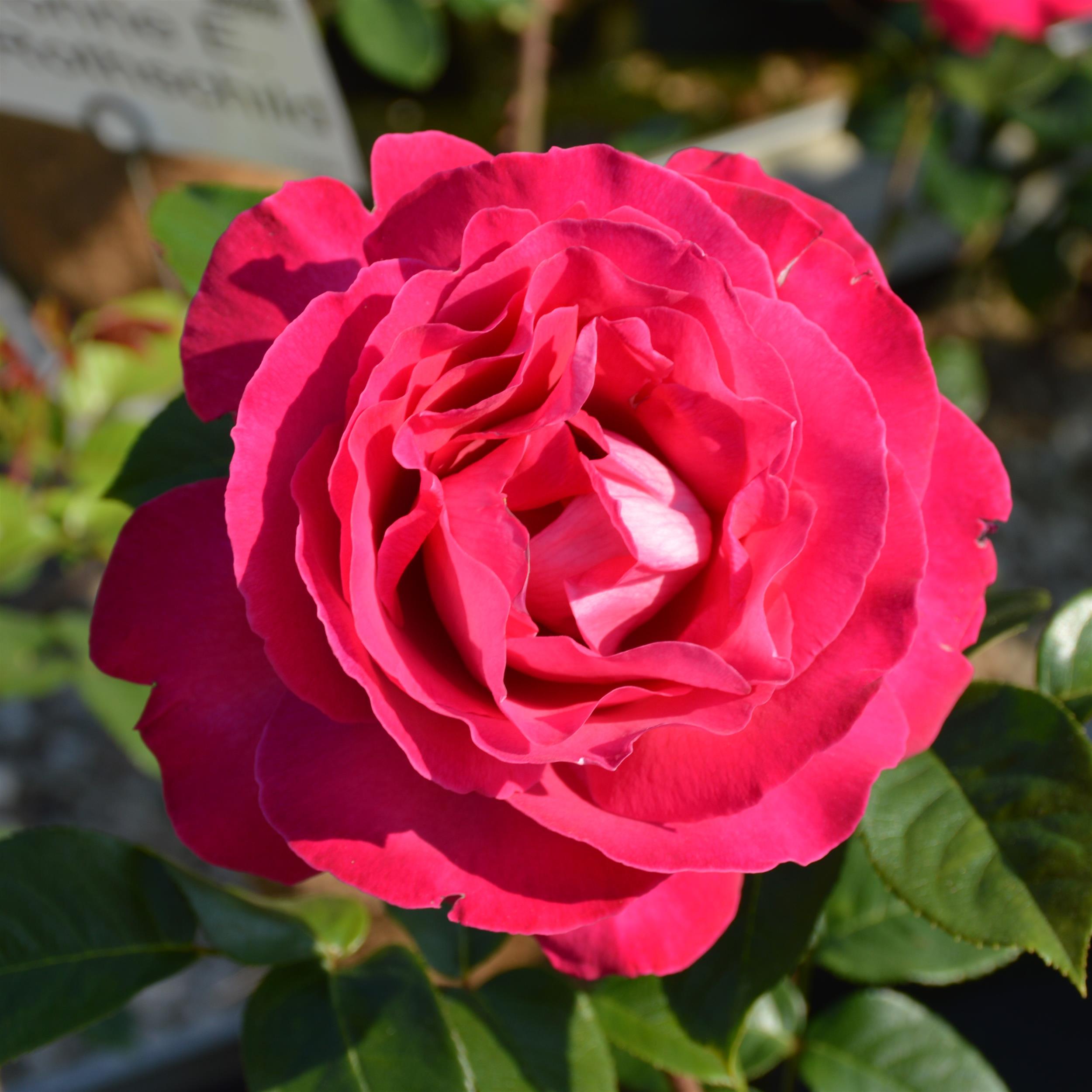 Baronne E. de Rothschild