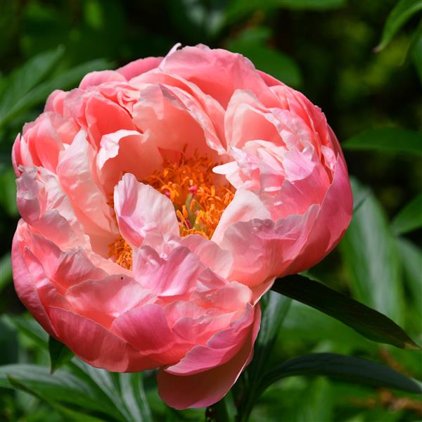 Paeonia lactiflora Coral Sunset C2