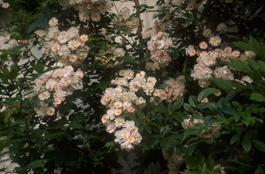 Brenda Colvin