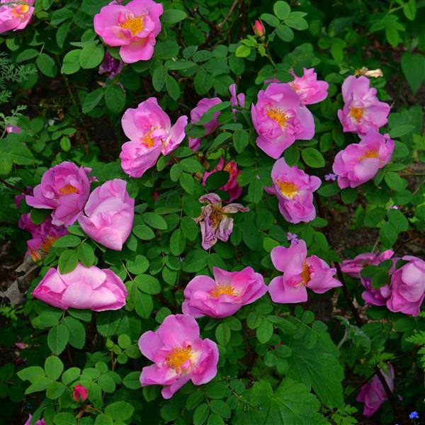 Marguerite Hilling