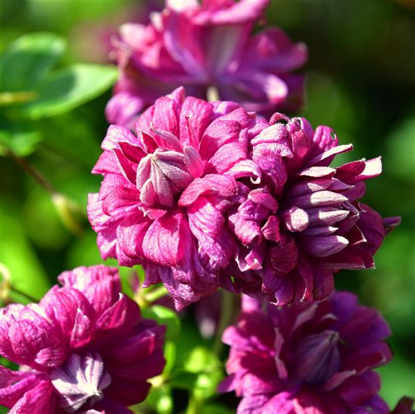Clematis vitic.Purpurea Plena Elegans