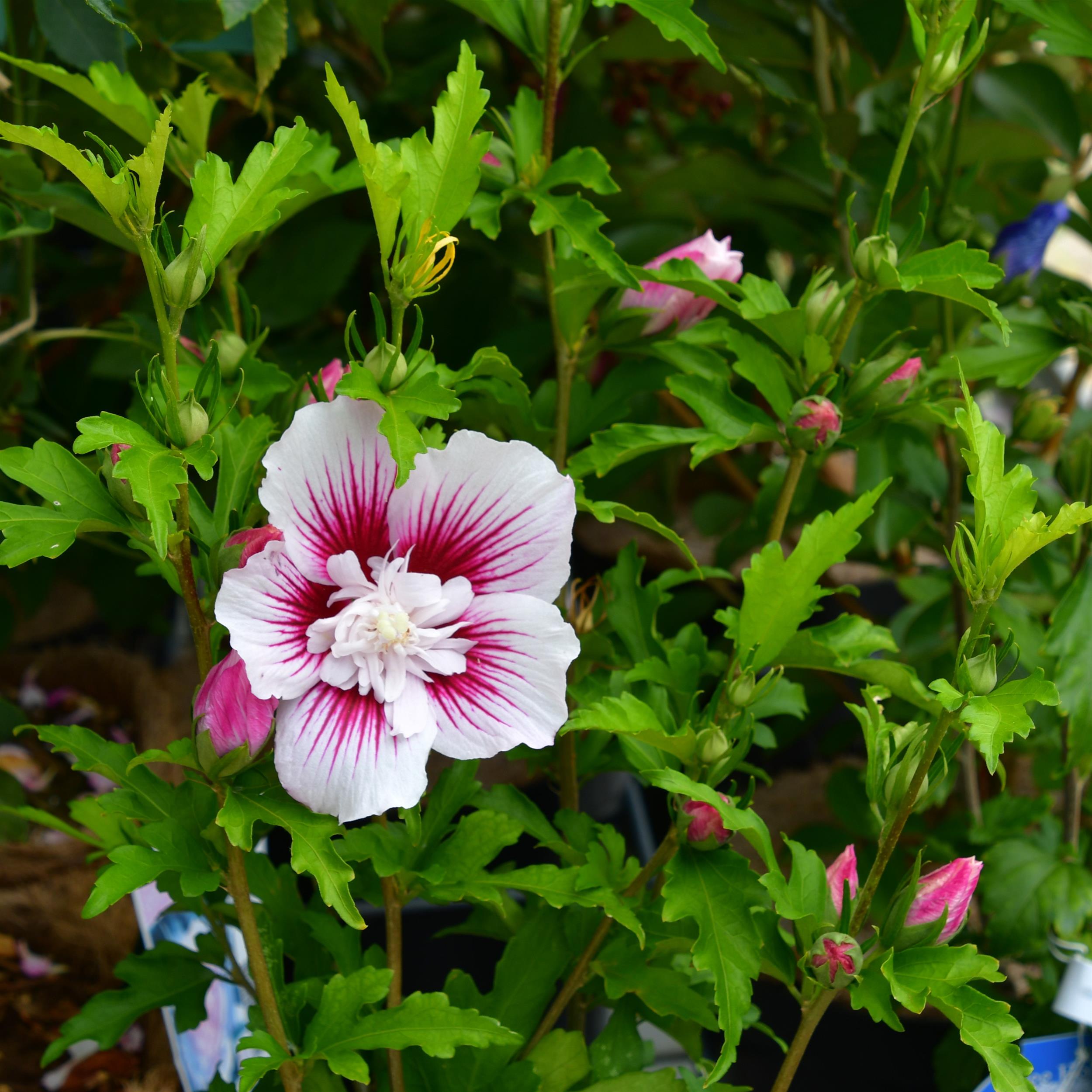 Hibiscus syriacus Starburst Chiffon C3